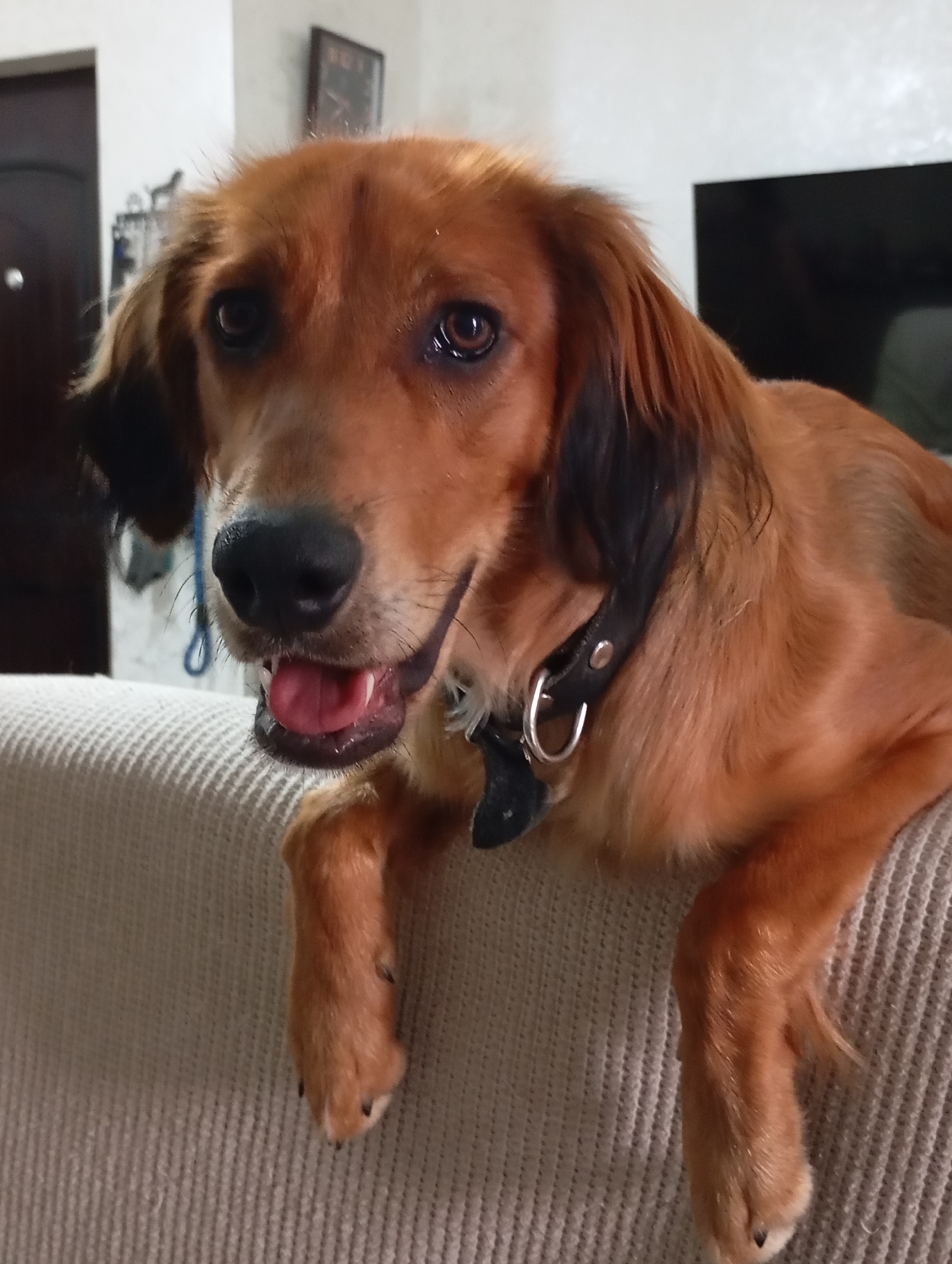 Siamese cat, dogs, and fresh fruit at home in Batumi