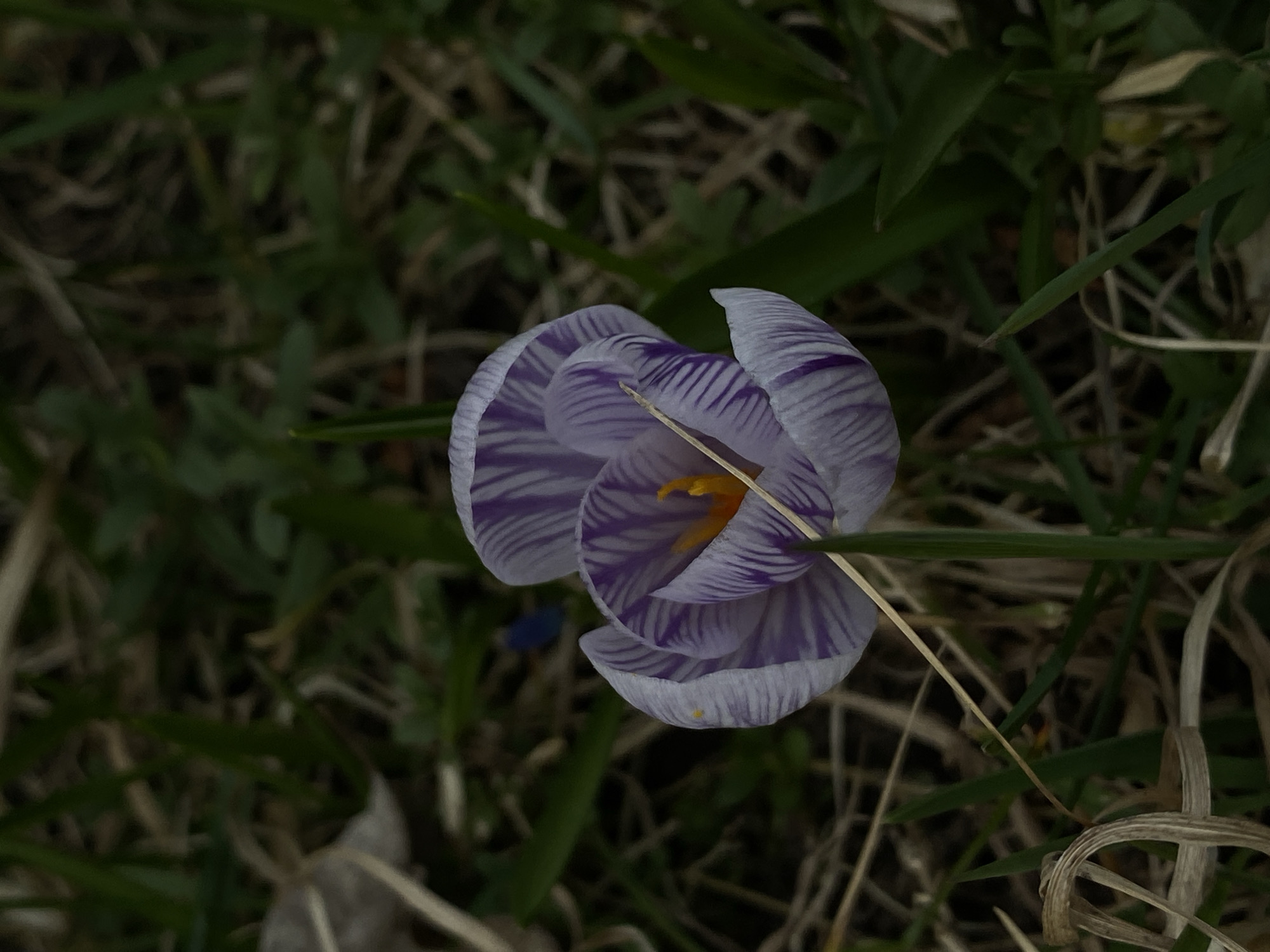 Spring accessories and nature documented in Björklinge, Sweden