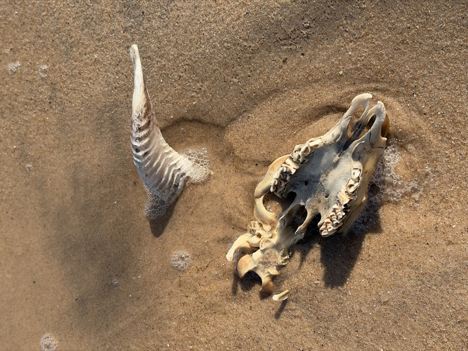 Beach visitor documents coastal scenes and remains in Alaguntan