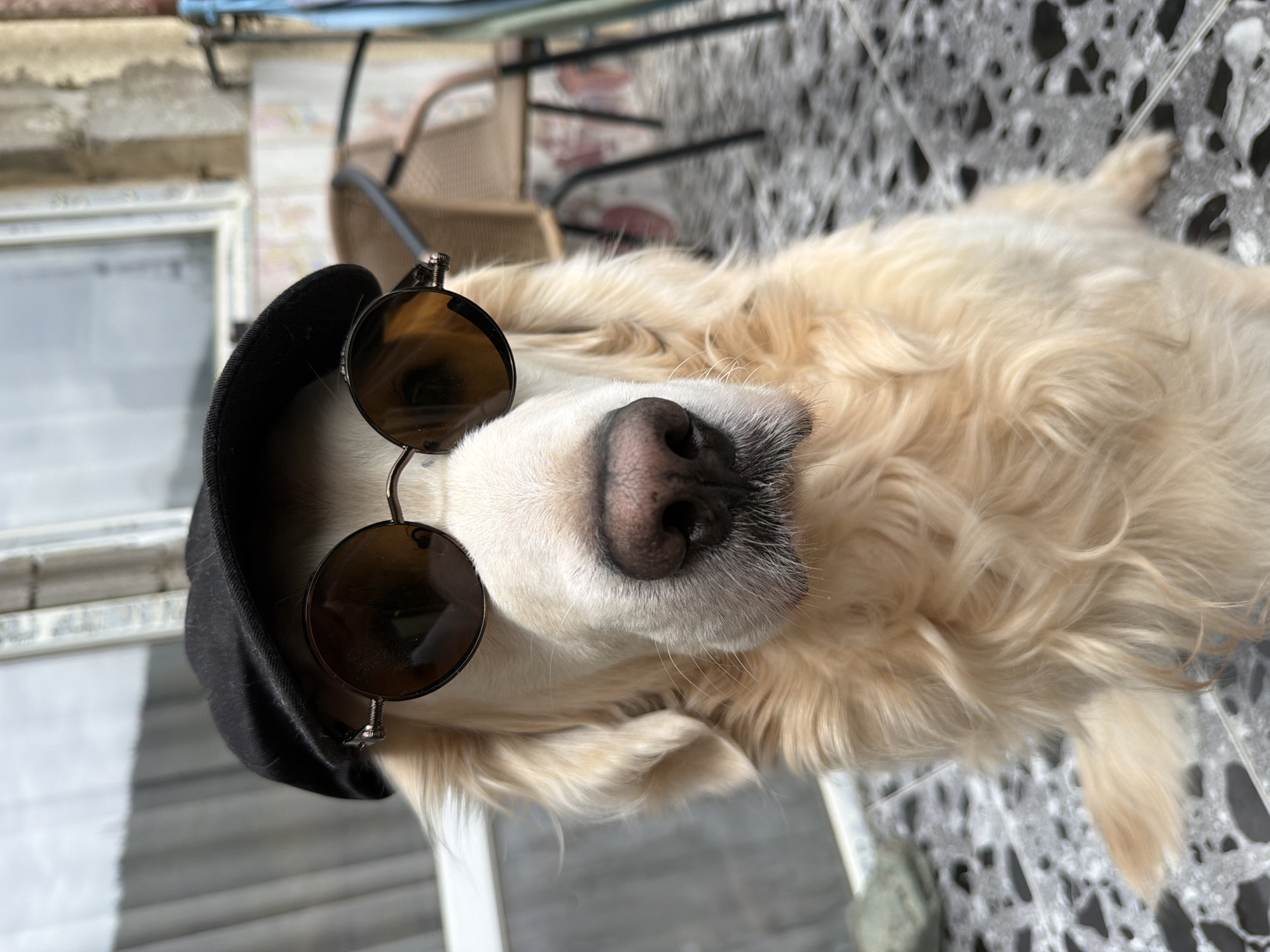 Golden Retriever poses in sunglasses, cap in Tbilisi morning