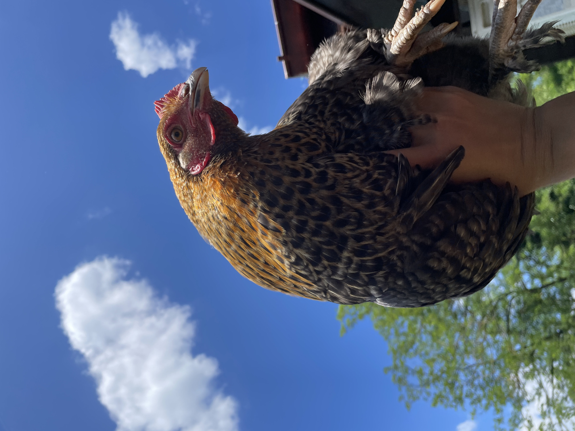 Backyard farm life in Zlatograd: chickens, dogs, and cats