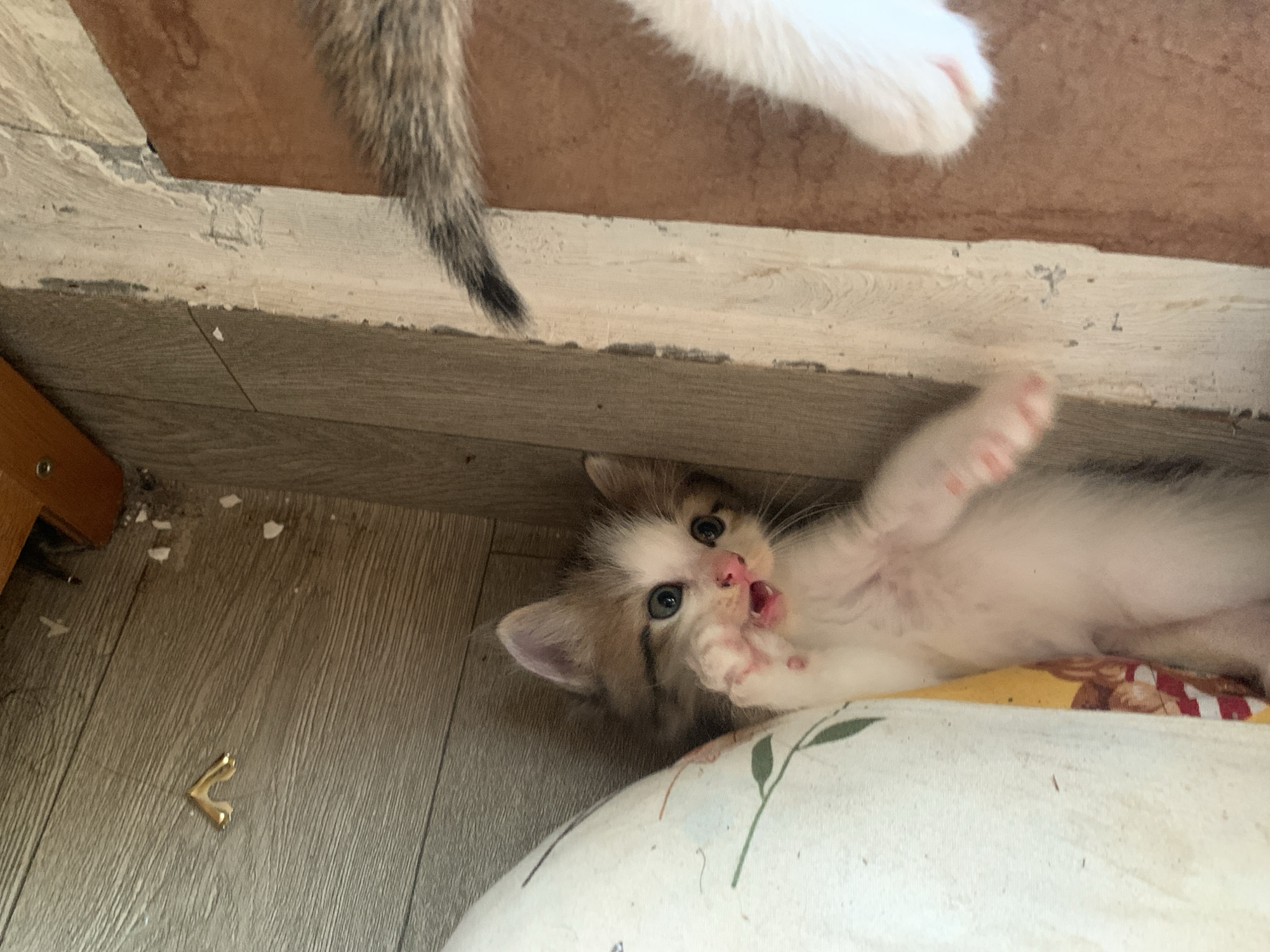 Mother cat and kittens documented through morning routine