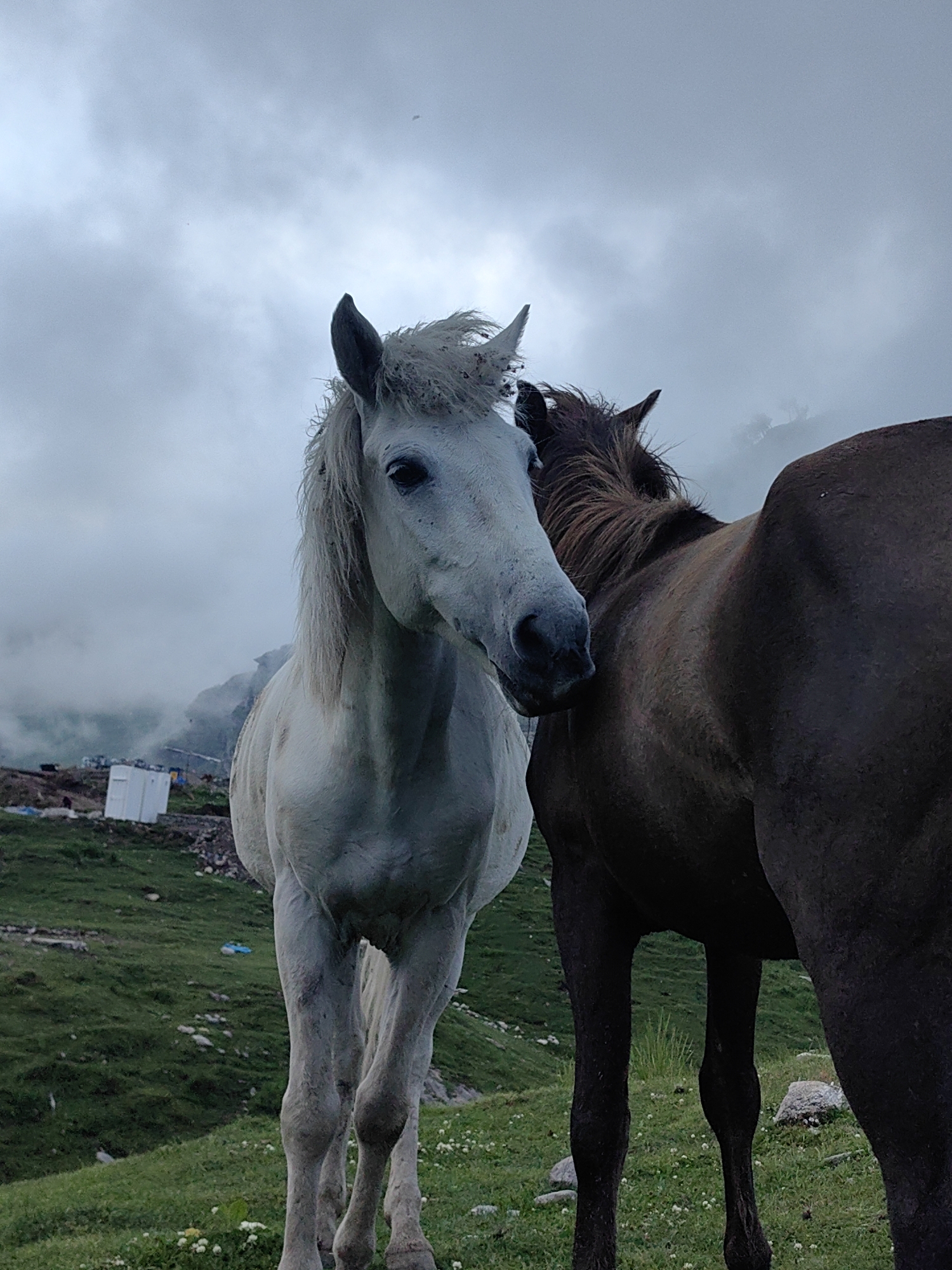 Horses graze on misty Himalayan hillsides near a remote village