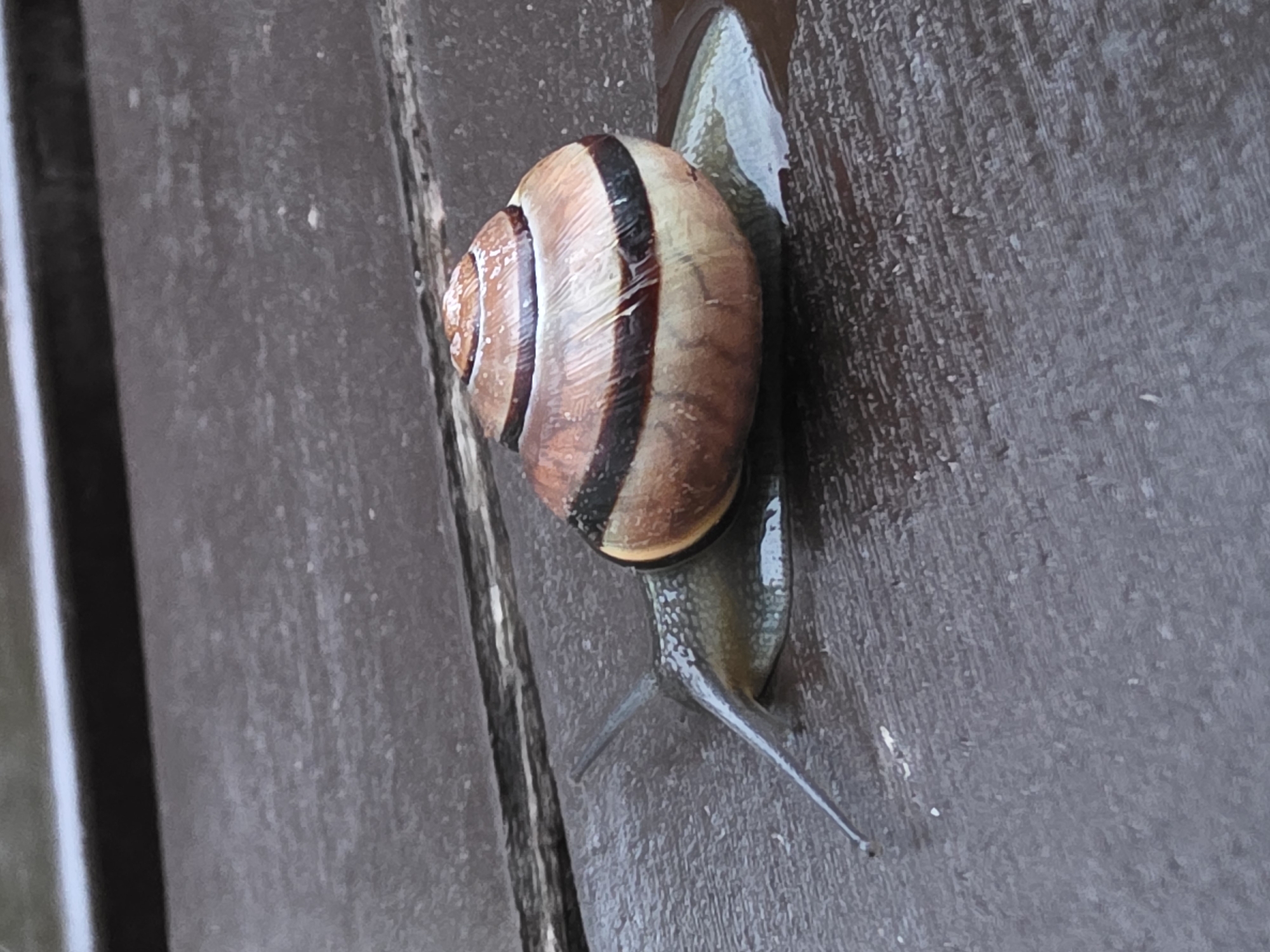 Spring afternoon documented in Chaikovsky: snails, families, urban life