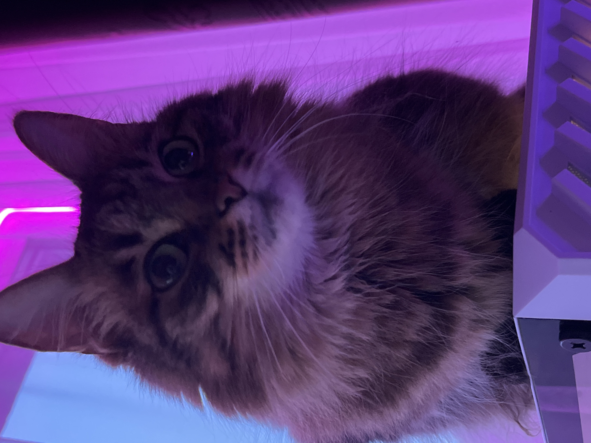Tabby cat claims a RGB-lit computer tower in Babruysk