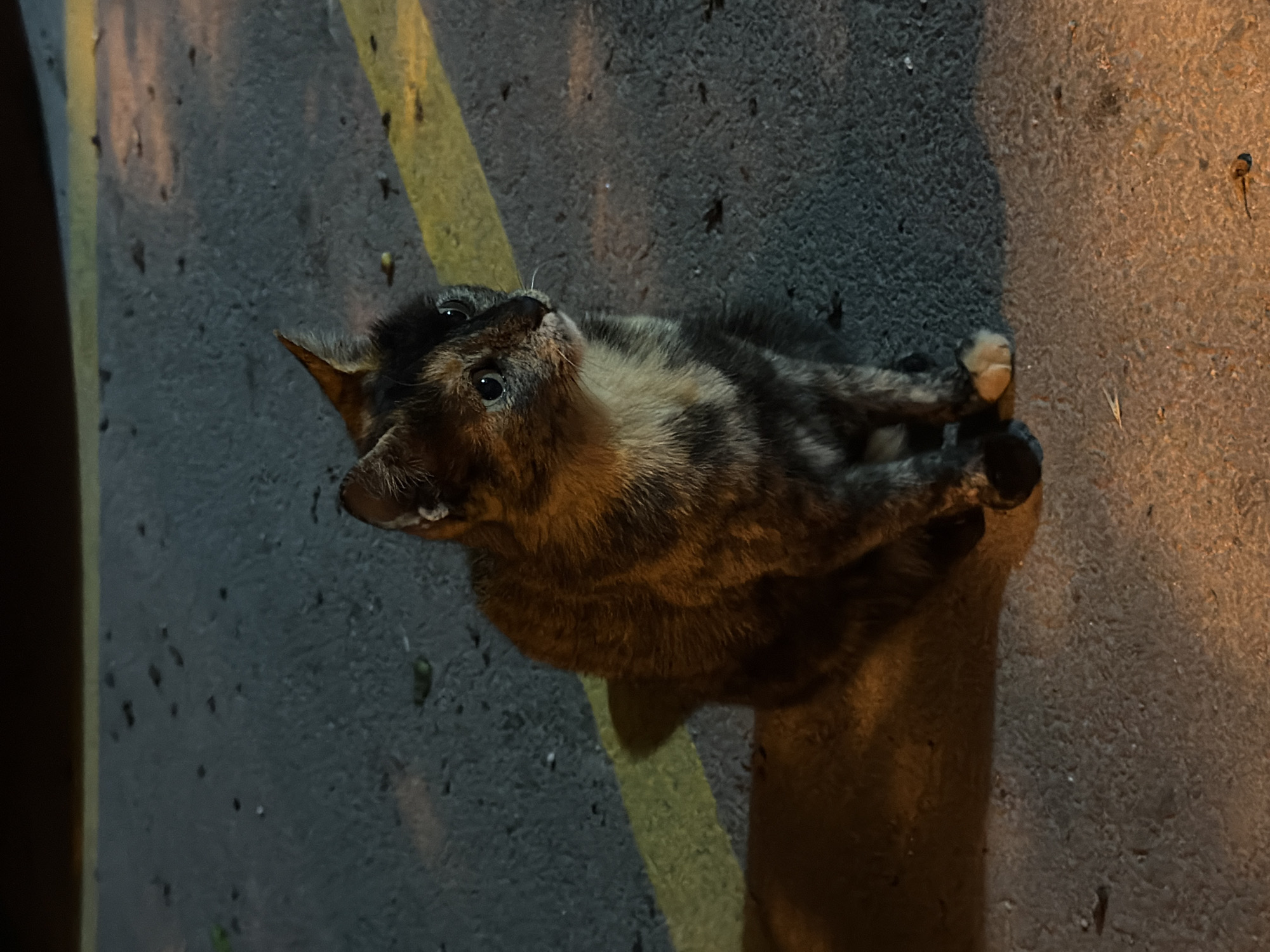 Evening stroll through Varna captures street cat and city nightlife