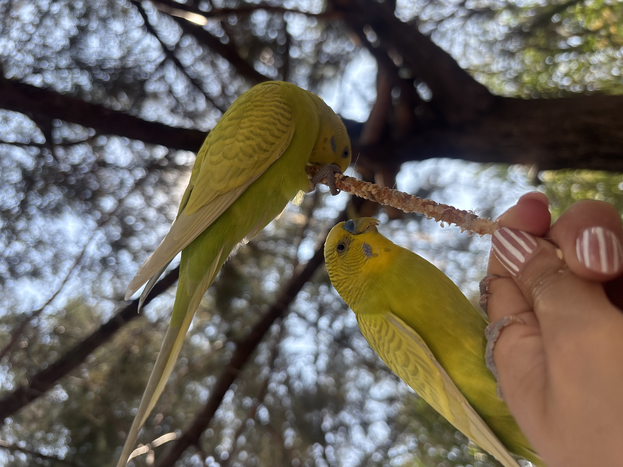 Budgerigars feed from human hand in Puebla park