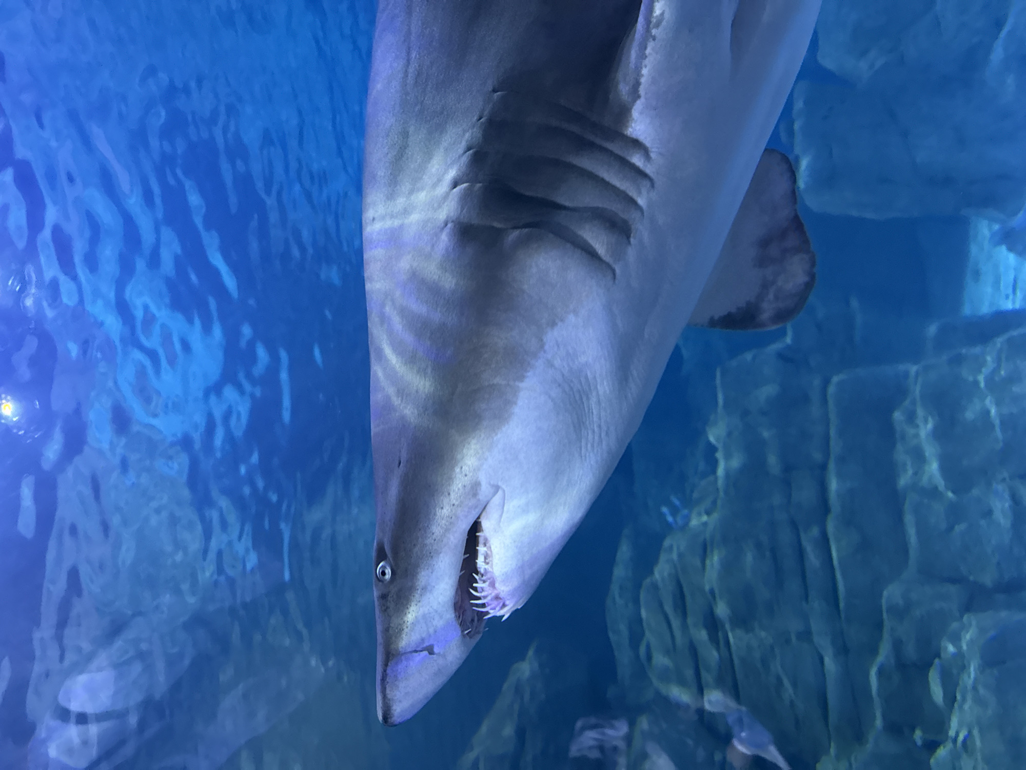 Aquarium visitors observe diverse marine life during midday visit