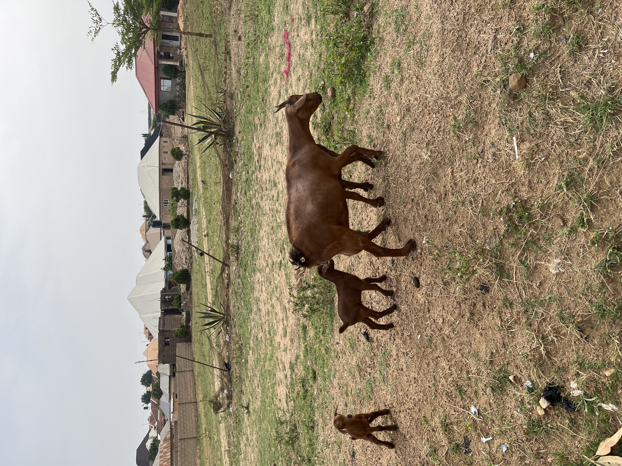 Goats graze in residential Jos neighborhood, witnessed by local