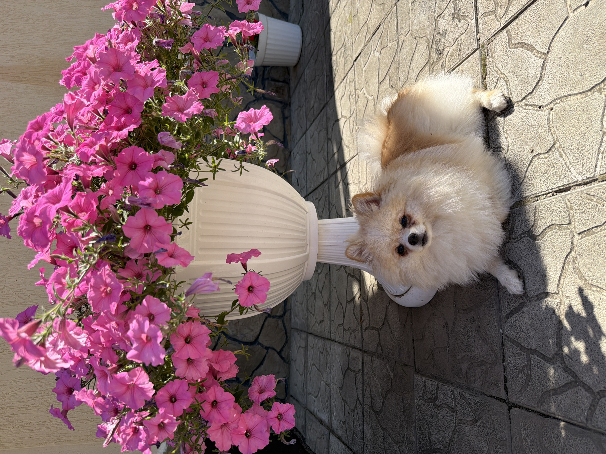 Pomeranian, petunias, and a busy afternoon at home