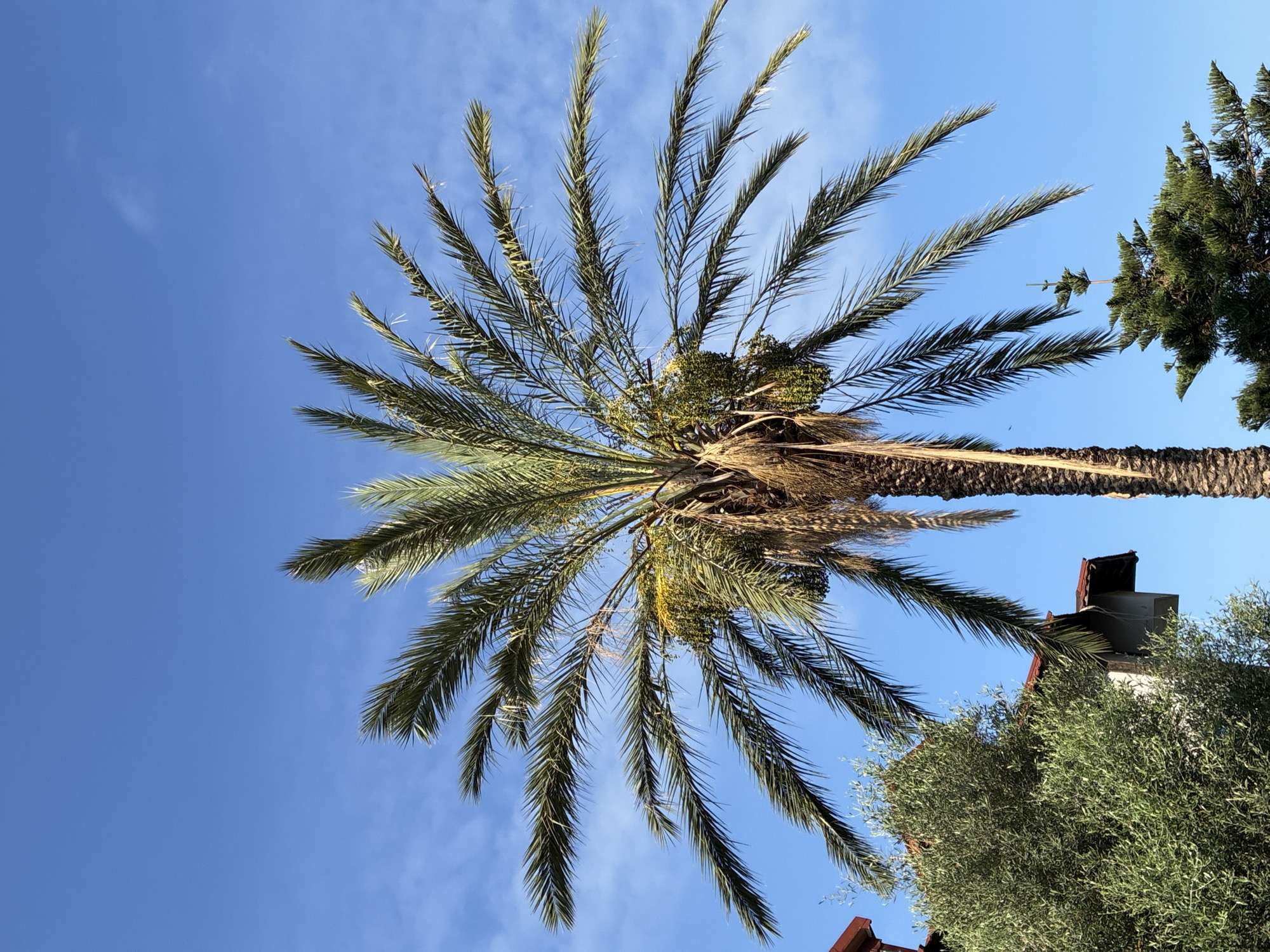 Coastal flora in bloom: bougainvillea, palms, and pipevine in Alanya