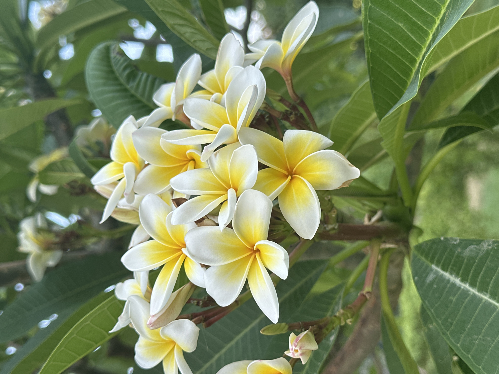 Flowers, palms, and a passing helicopter in Konyaaltı