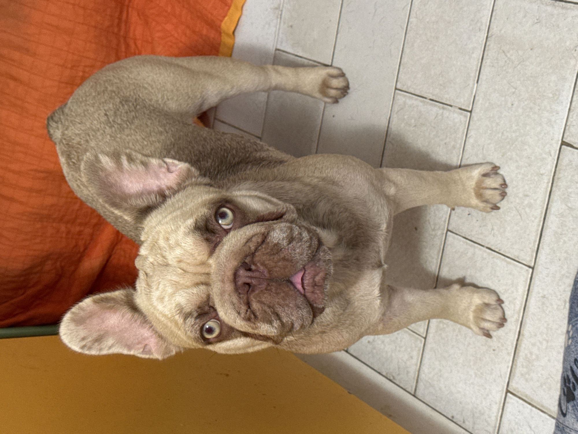 Lazy morning with a French Bulldog pack in coastal Italy