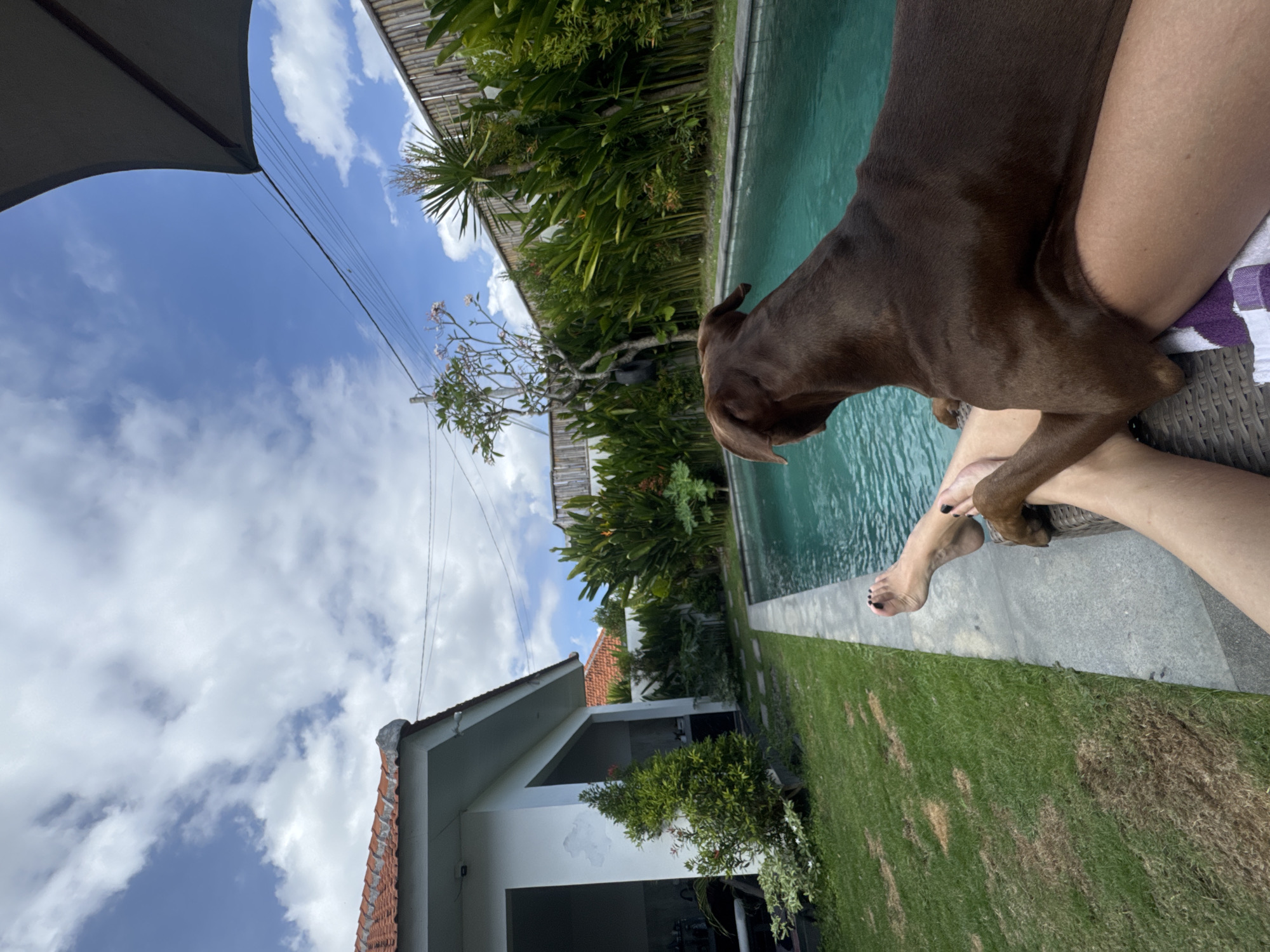 Person relaxes poolside with brown dog in Mengwi, Indonesia