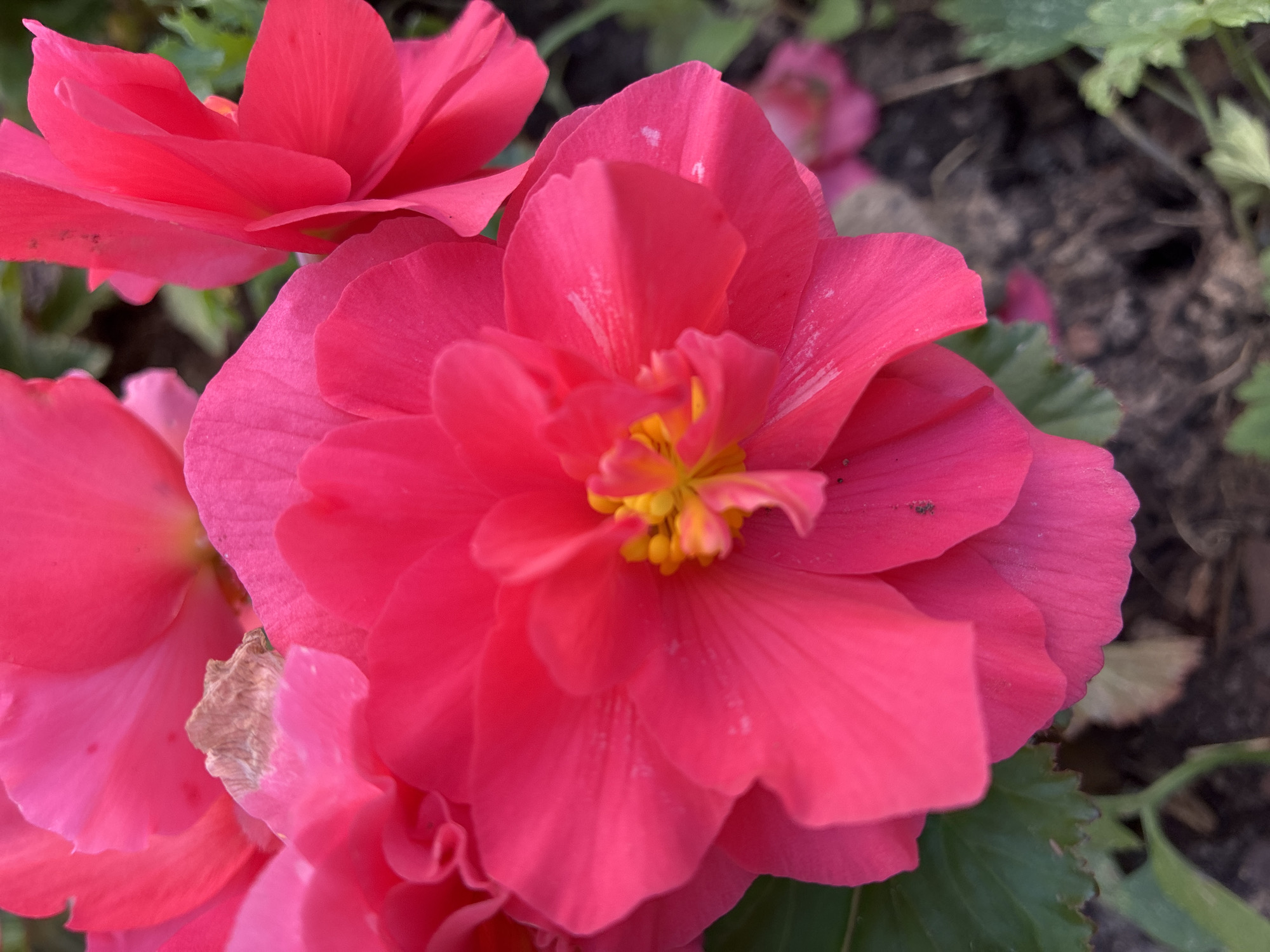 Garden flowers, street art, and small decor in Kommunarka
