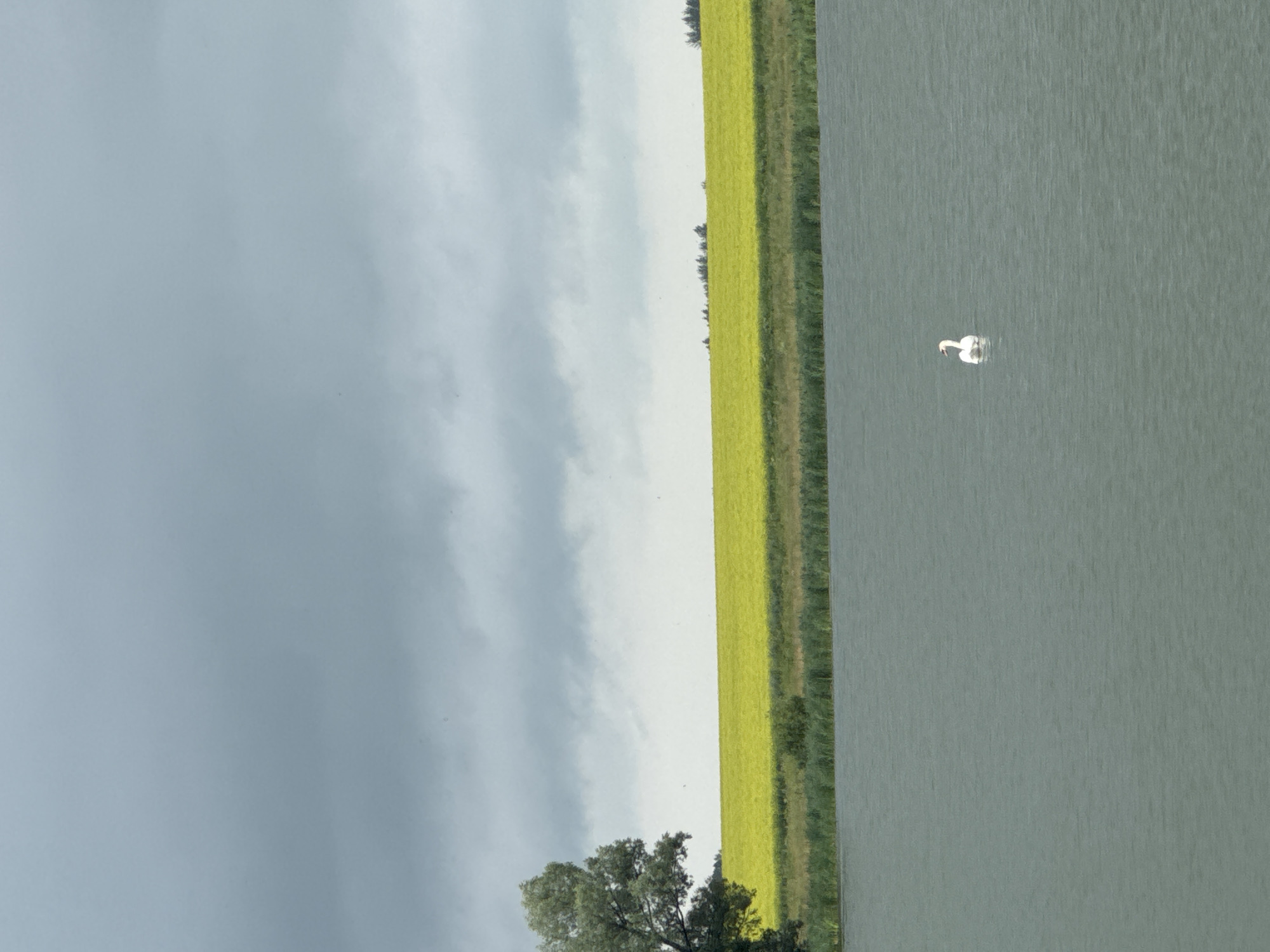 Swans, ducks, and a lakeside fire pit on a grey day