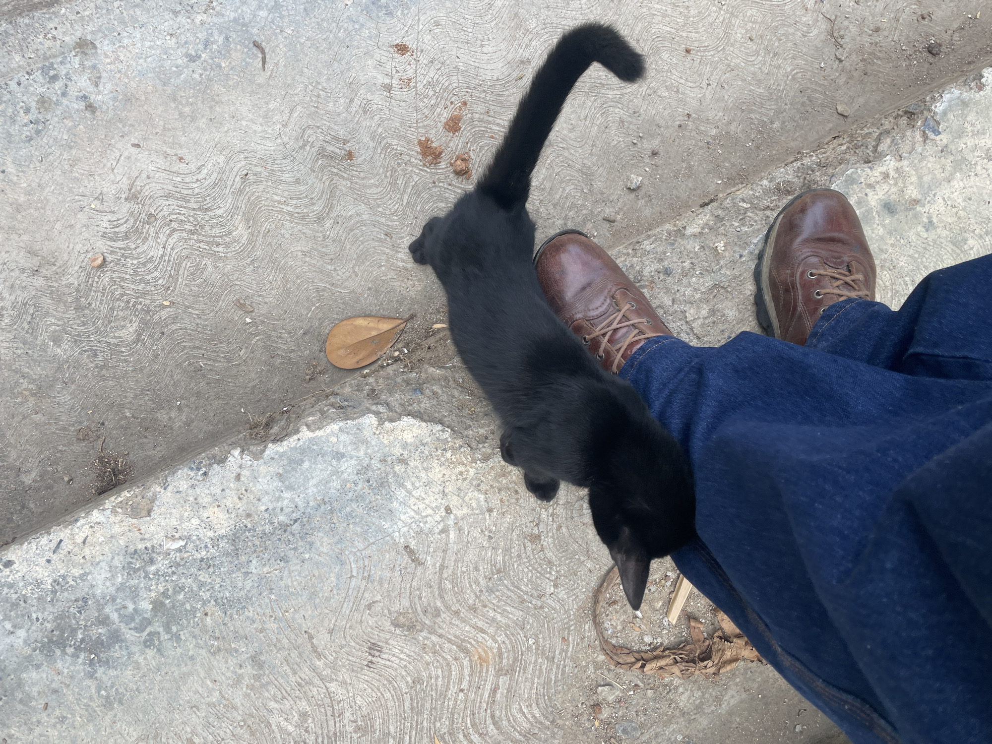 Black cat spotted on concrete surface in Caracas