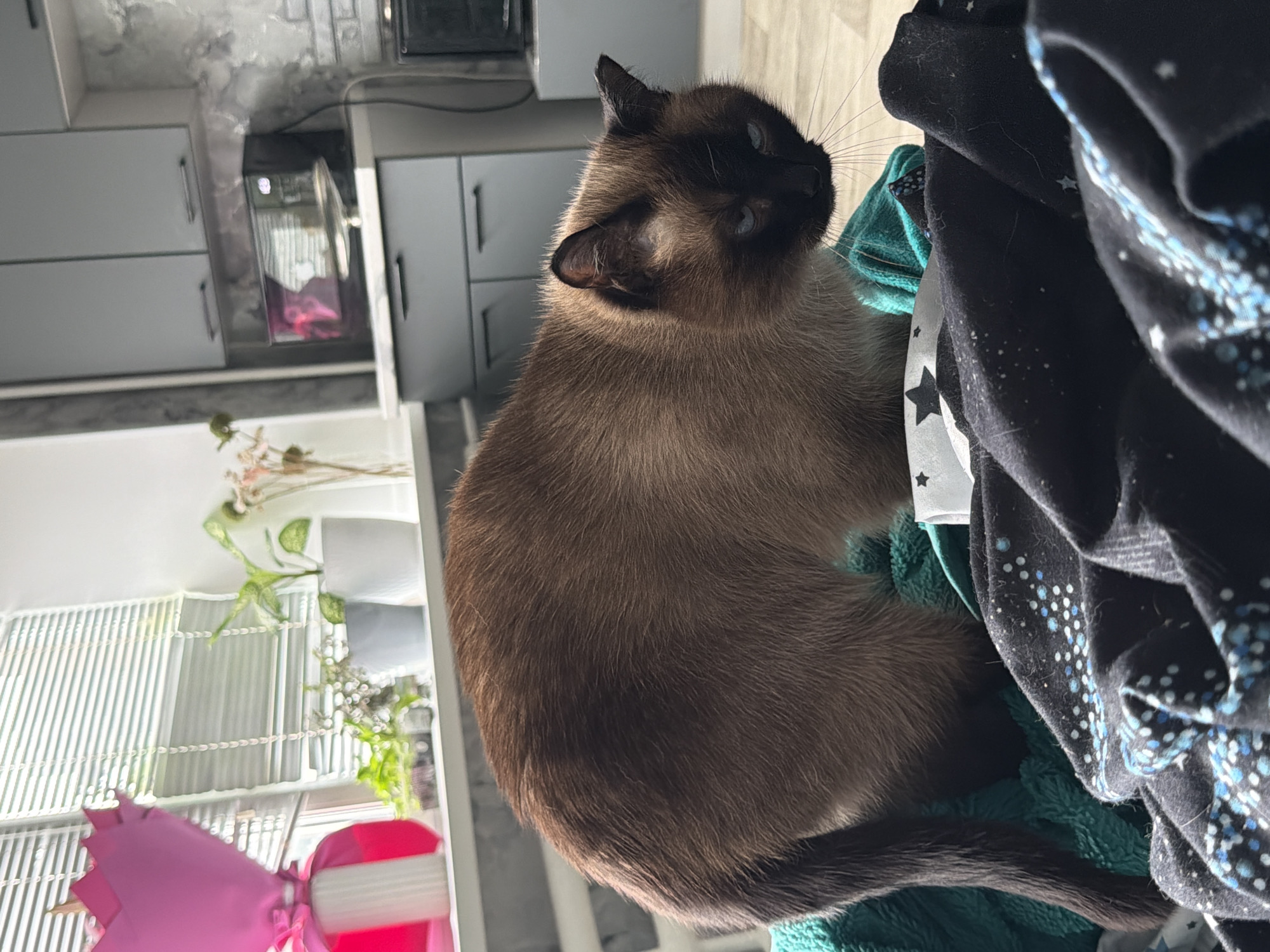 Siamese cat relaxes on a star-print pillow in Tuymazy