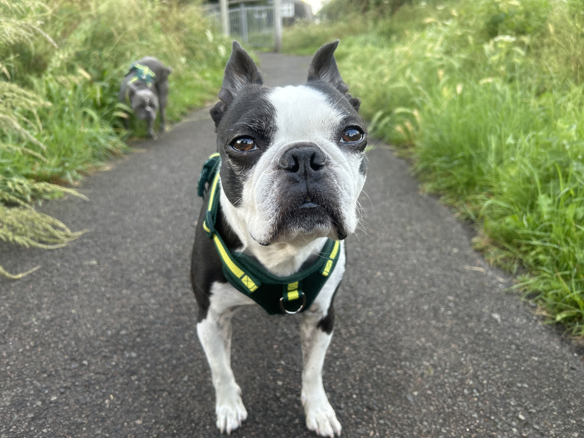 Boston Terrier and French Bulldog on a path, matching harnesses