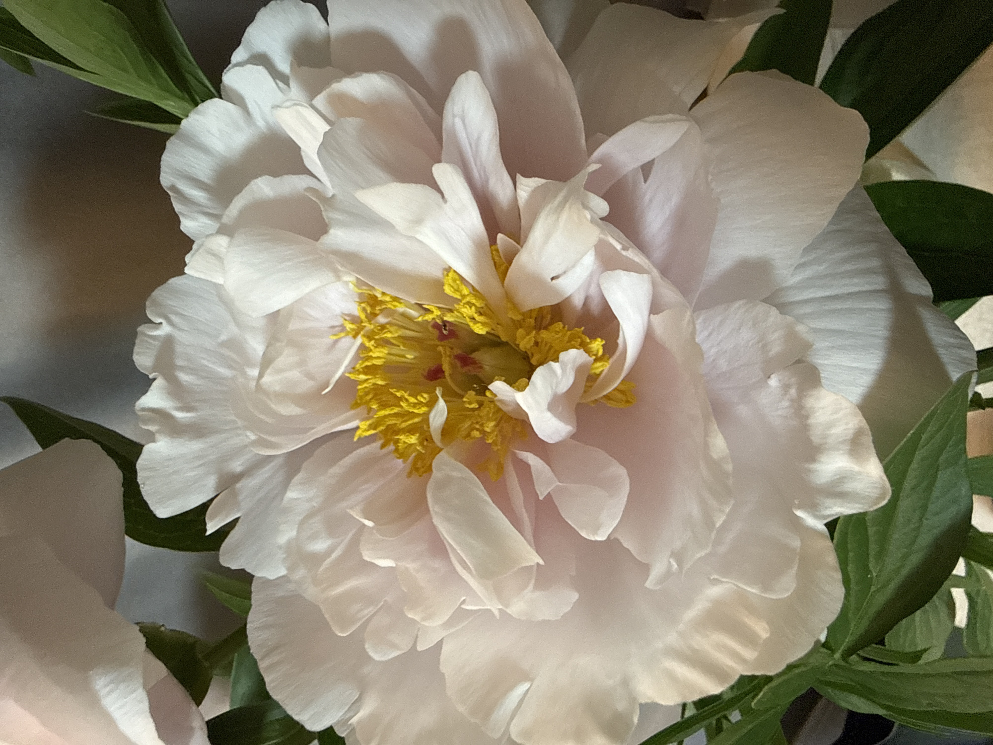 Peony flowers and nighttime paths documented in Votkinsk, Russia
