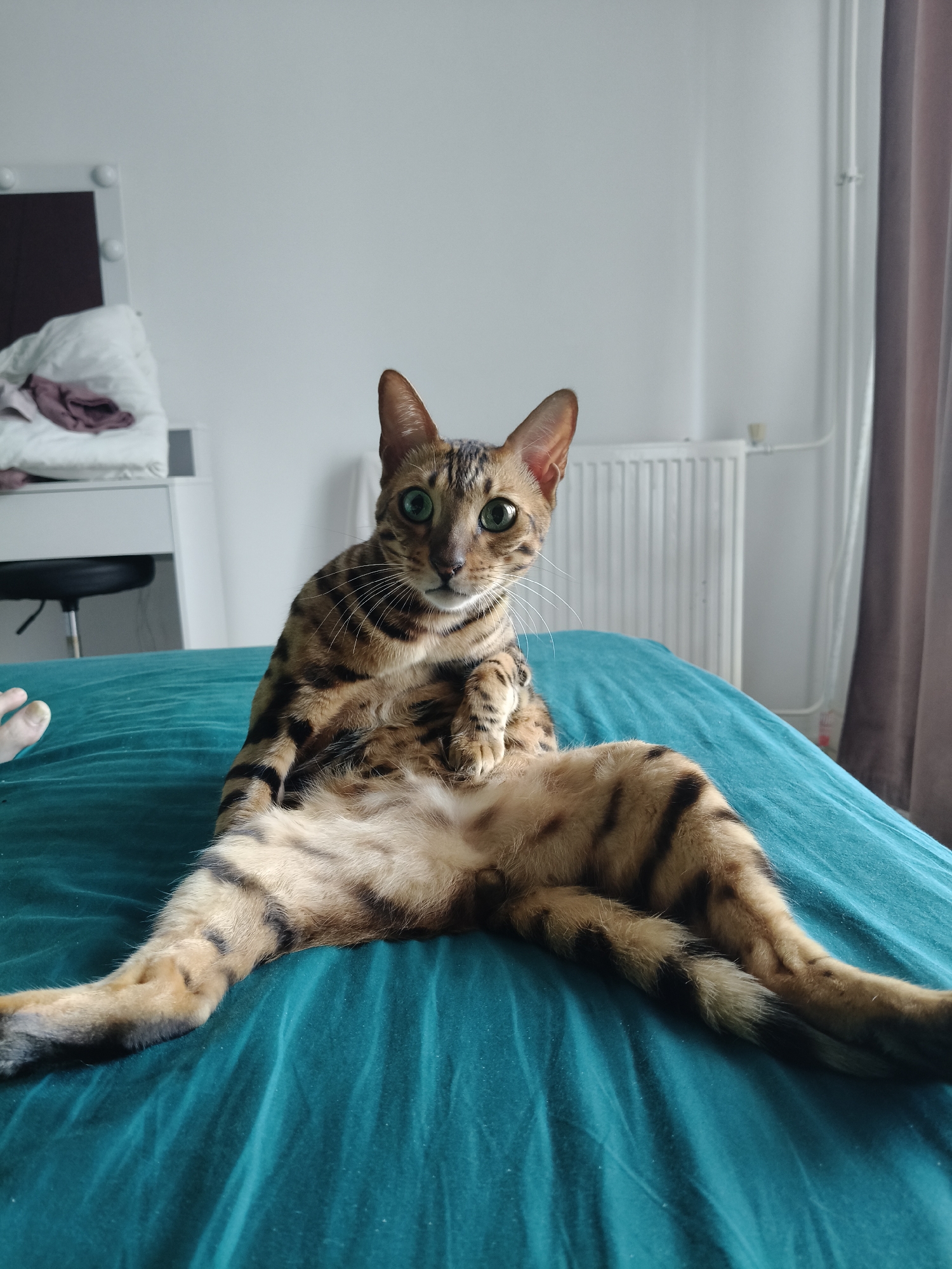 Bengal cat lounges and grooms on a teal bed in The Hague