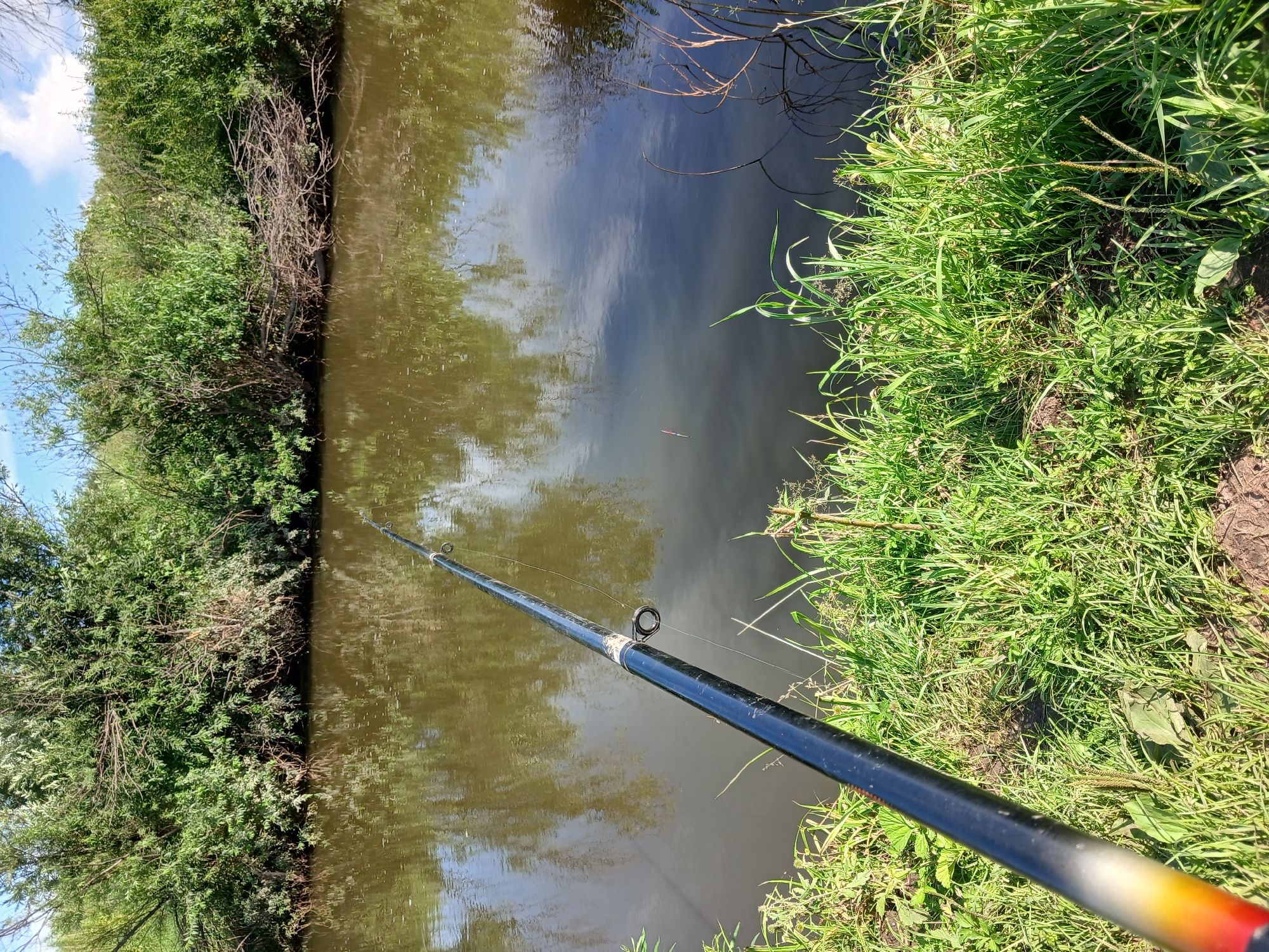 Fishing and wildlife at a quiet lakeside on a summer morning