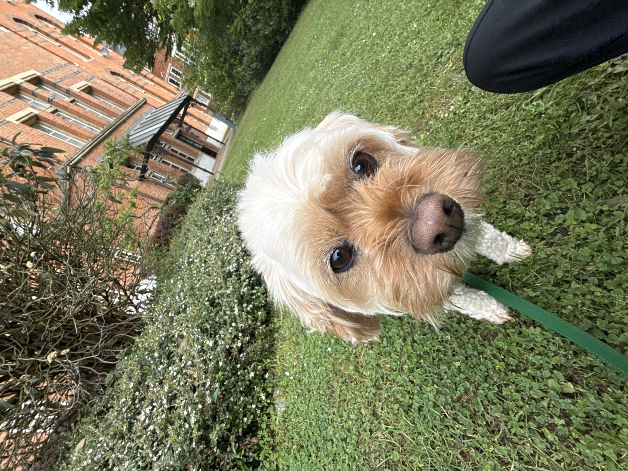London dog owner's morning routine with two pets documented