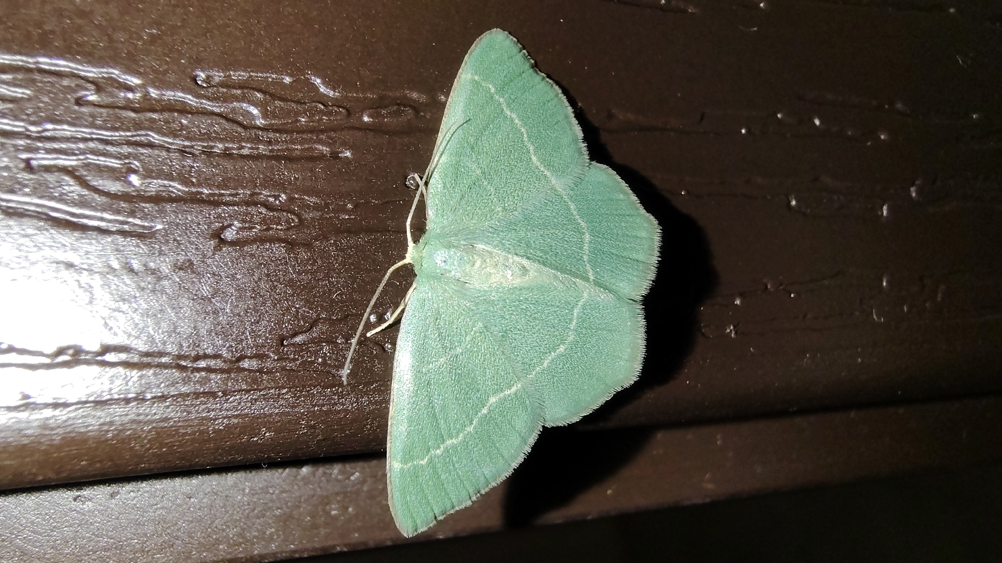 Vivid green moth resting on wet wood in Asenovgrad