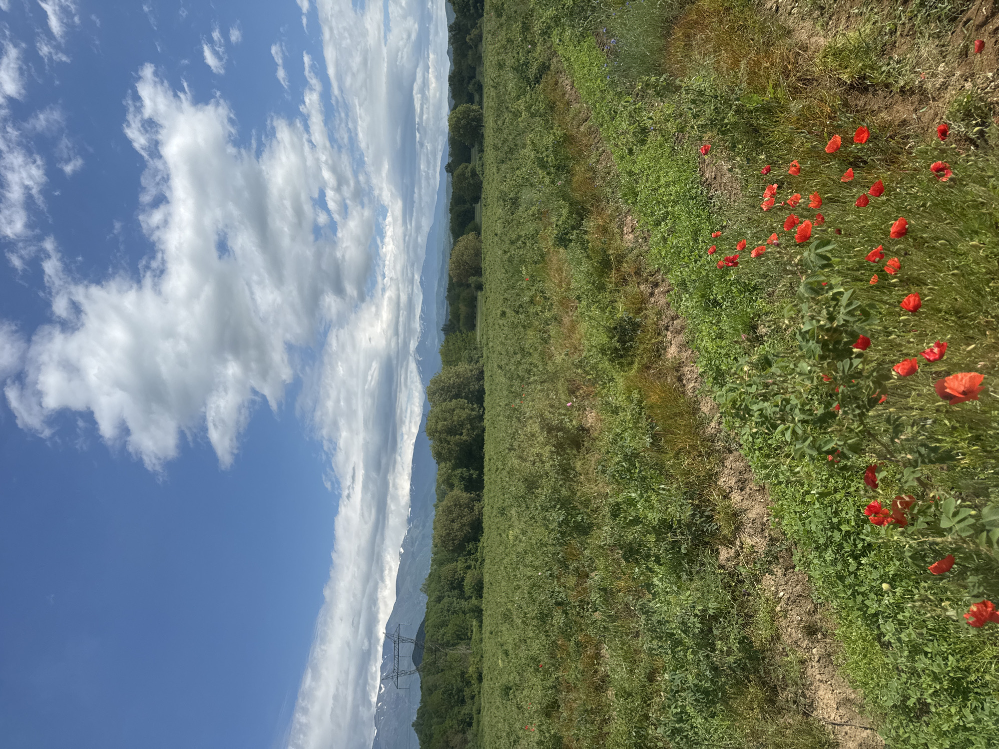 Rural field with red poppies and trees captured