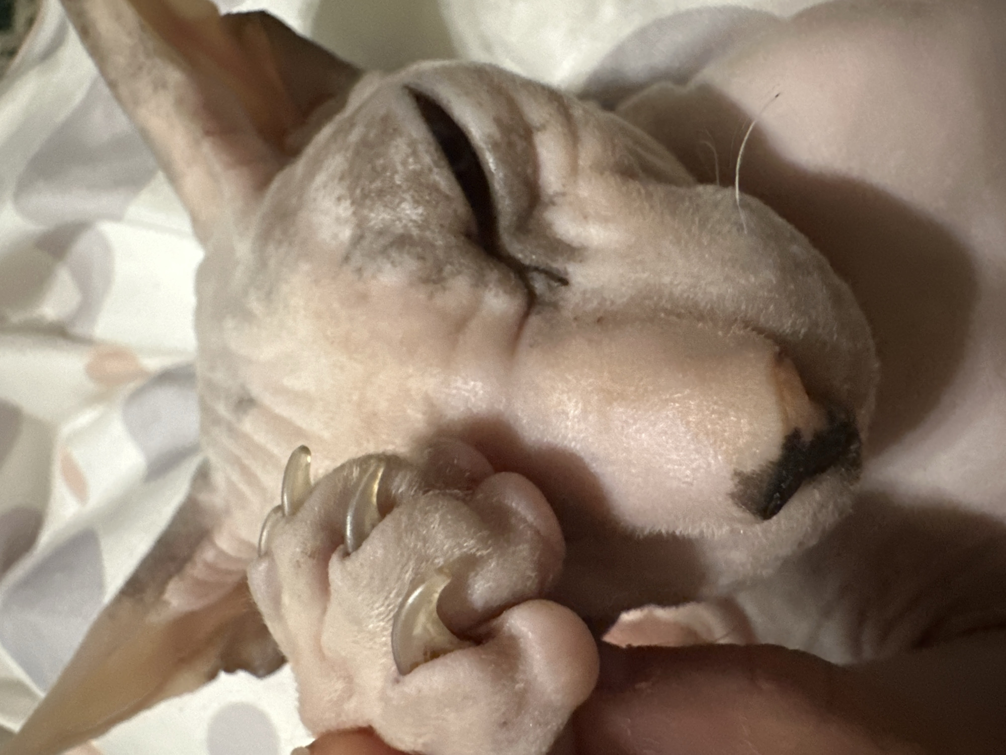 Sphynx cat sleeps and lounges at home in Togliatti