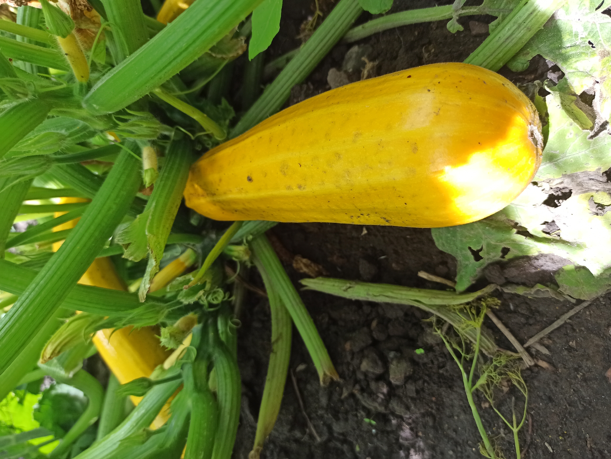 Garden produce and rural landscapes on a cloudy summer morning