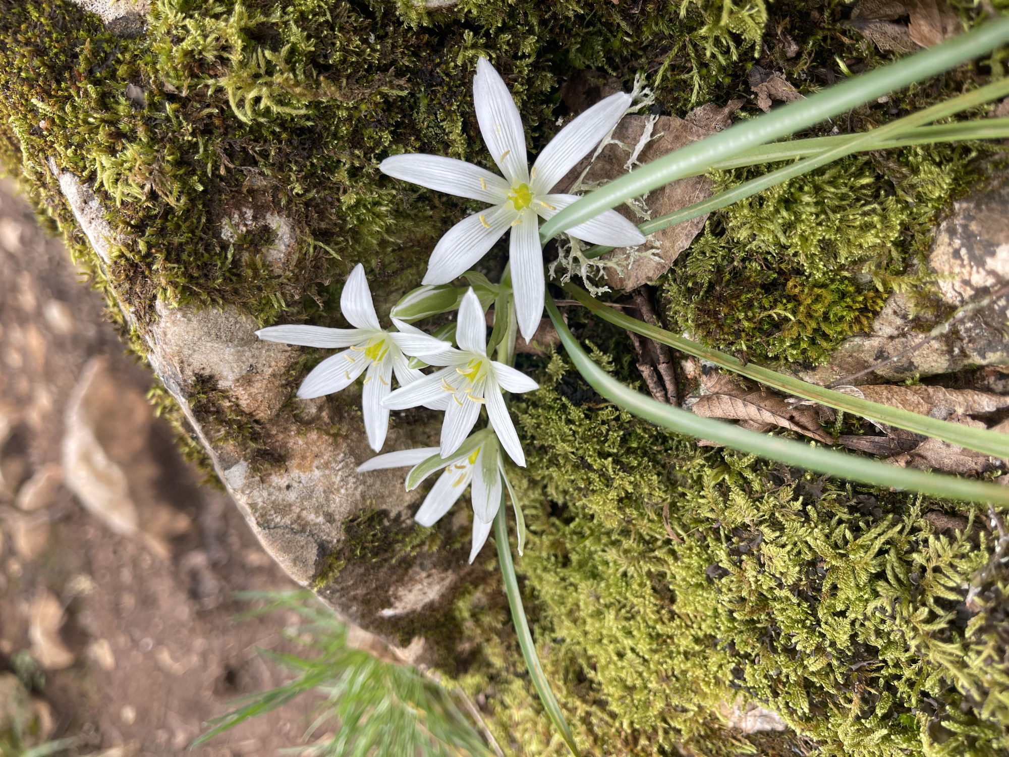 Spring wildflowers bloom along forest path in Bulgarian village
