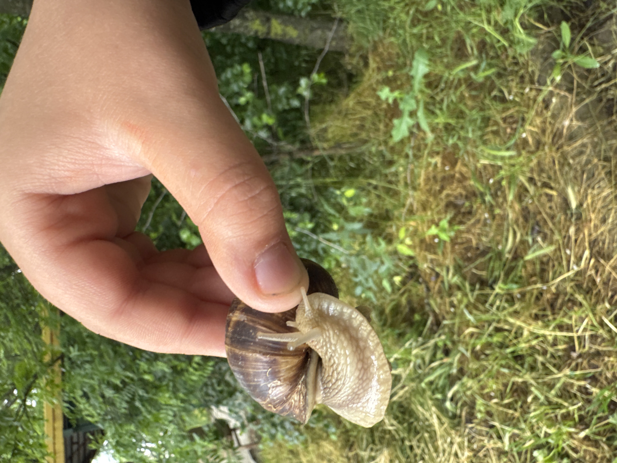 Person gently handles large snail in Dobrich, Bulgaria