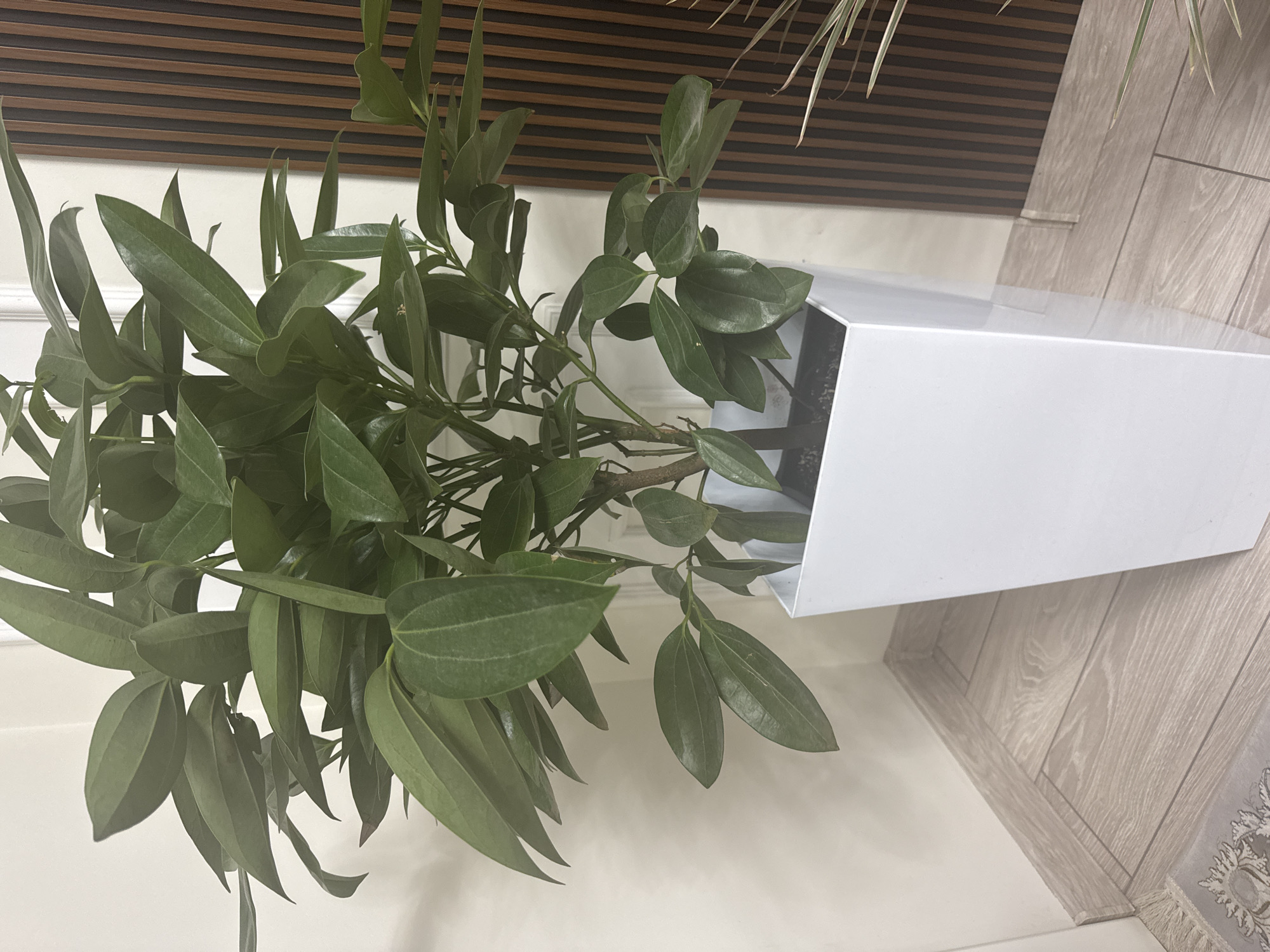 Indoor plants and flower bouquets across Bishkek homes