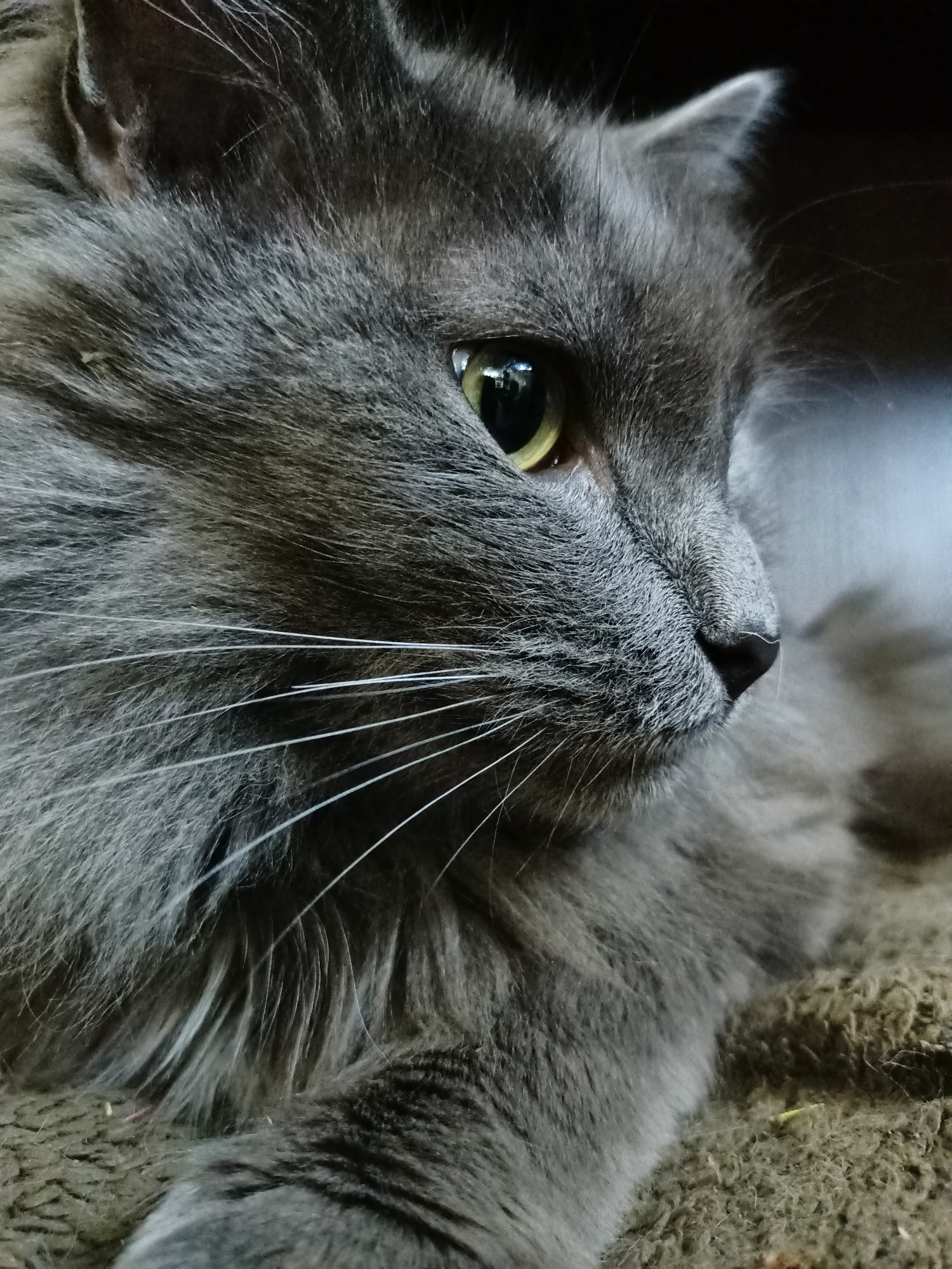 Cats lounging indoors and outdoors at an Almaty residence