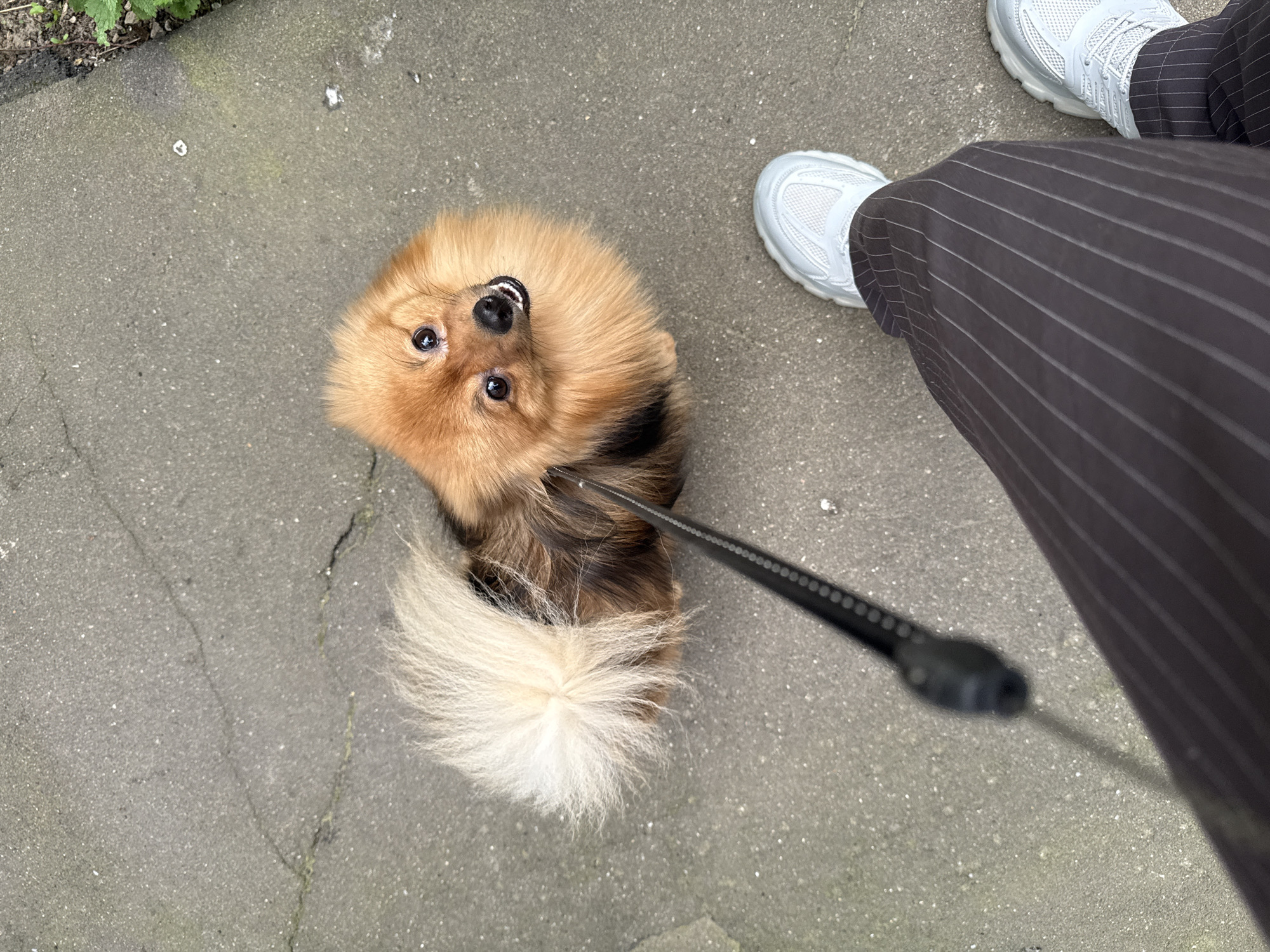 Pomeranian out for a walk near a Moscow residential complex