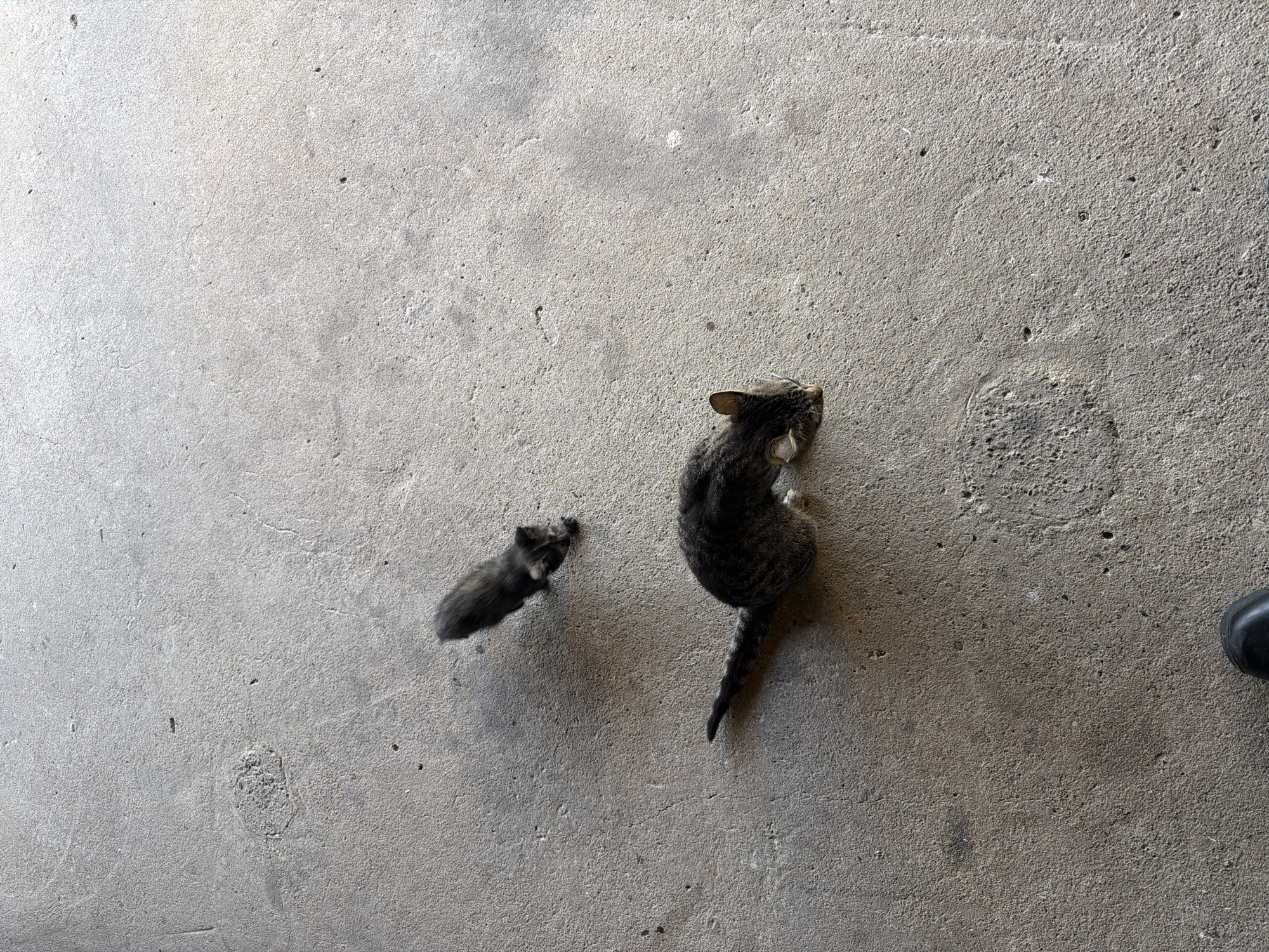 Street animals and gaming console documented in Iskar, Bulgaria