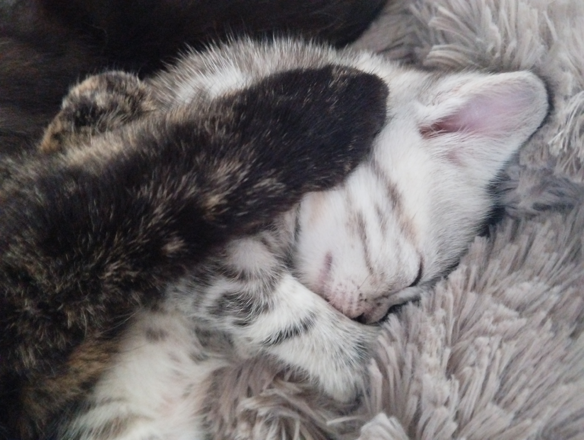 Two kittens sleep together on blanket in Russian village