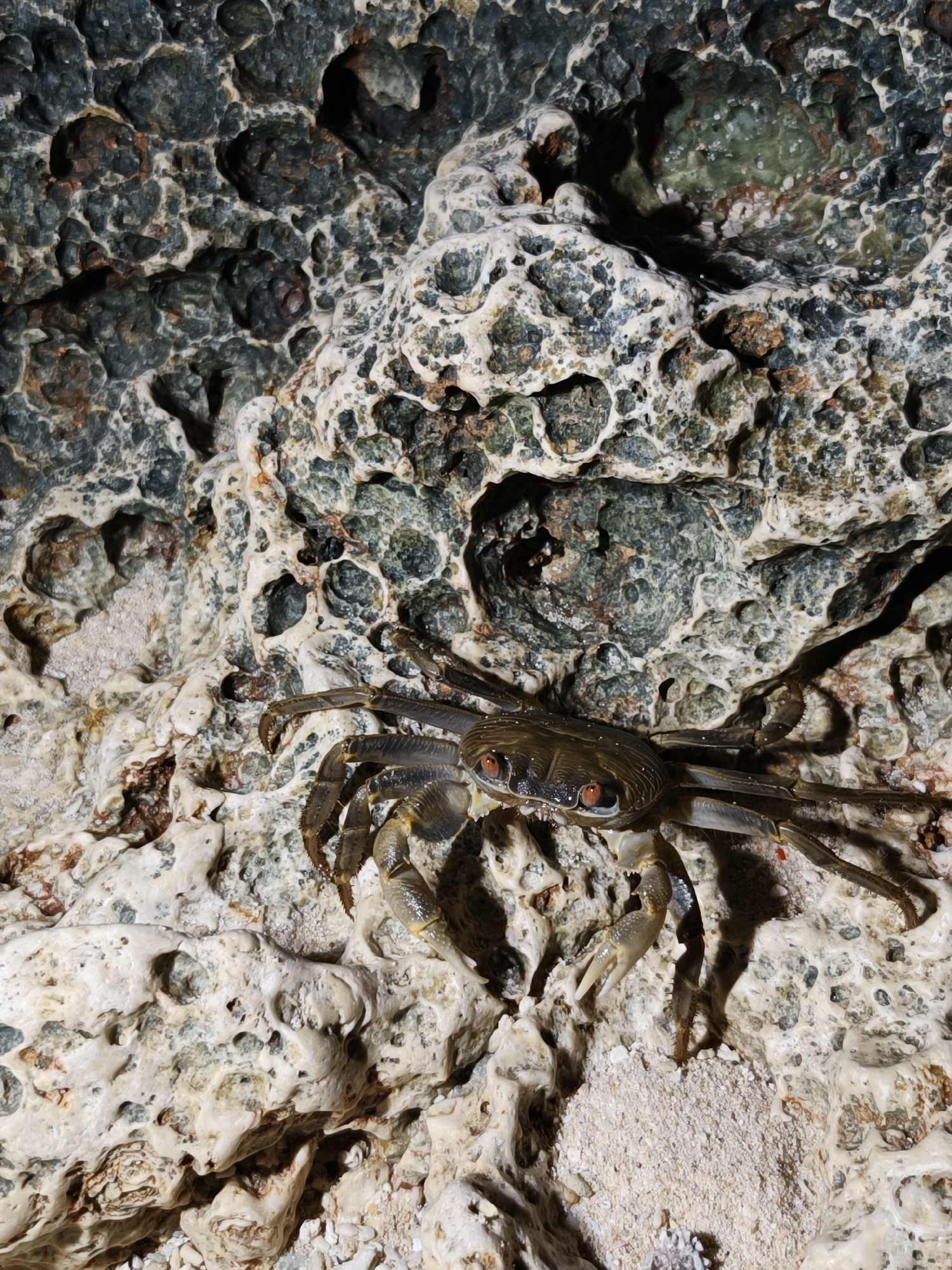 Crab and stick insect close-ups from Miyakojima's rocky terrain