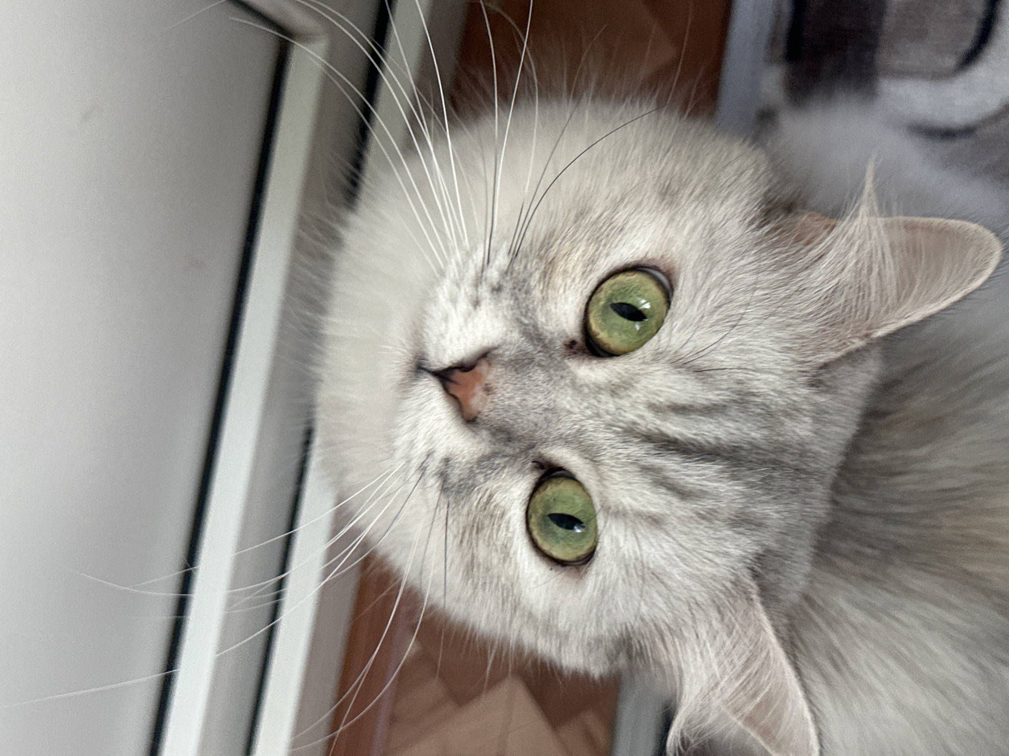 Gray cat with bright green eyes looks straight up at camera