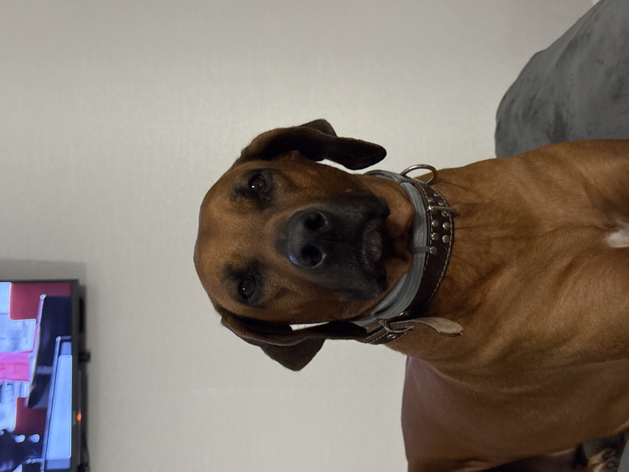 Dog poses for multiple photos on couch in Nizhny Novgorod