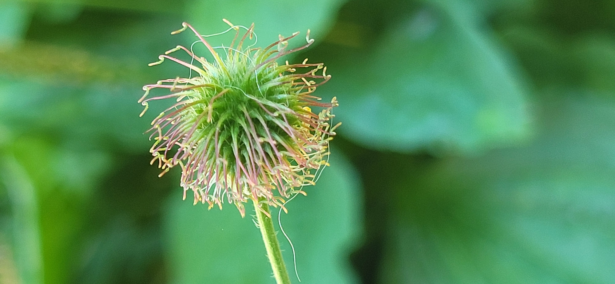 Summer wildflowers, insects, and garden details in Tetianivka