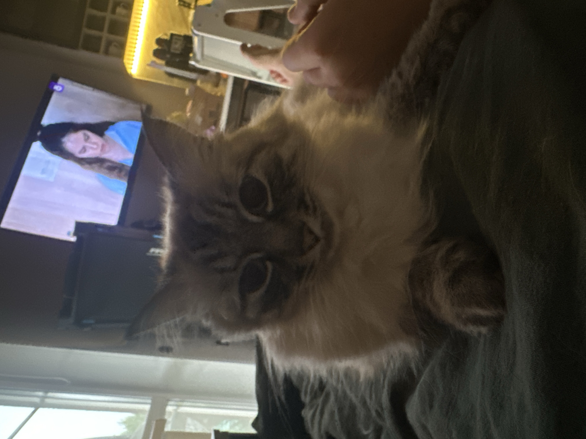 Long-haired cat photographed indoors in Kuda, Russia