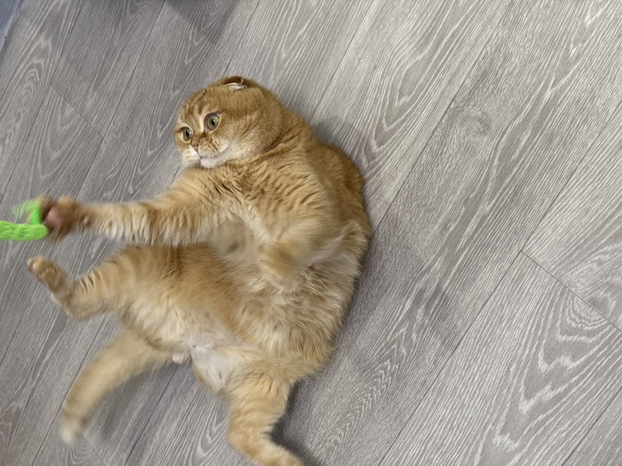 Orange Scottish Fold cat plays and lounges at home