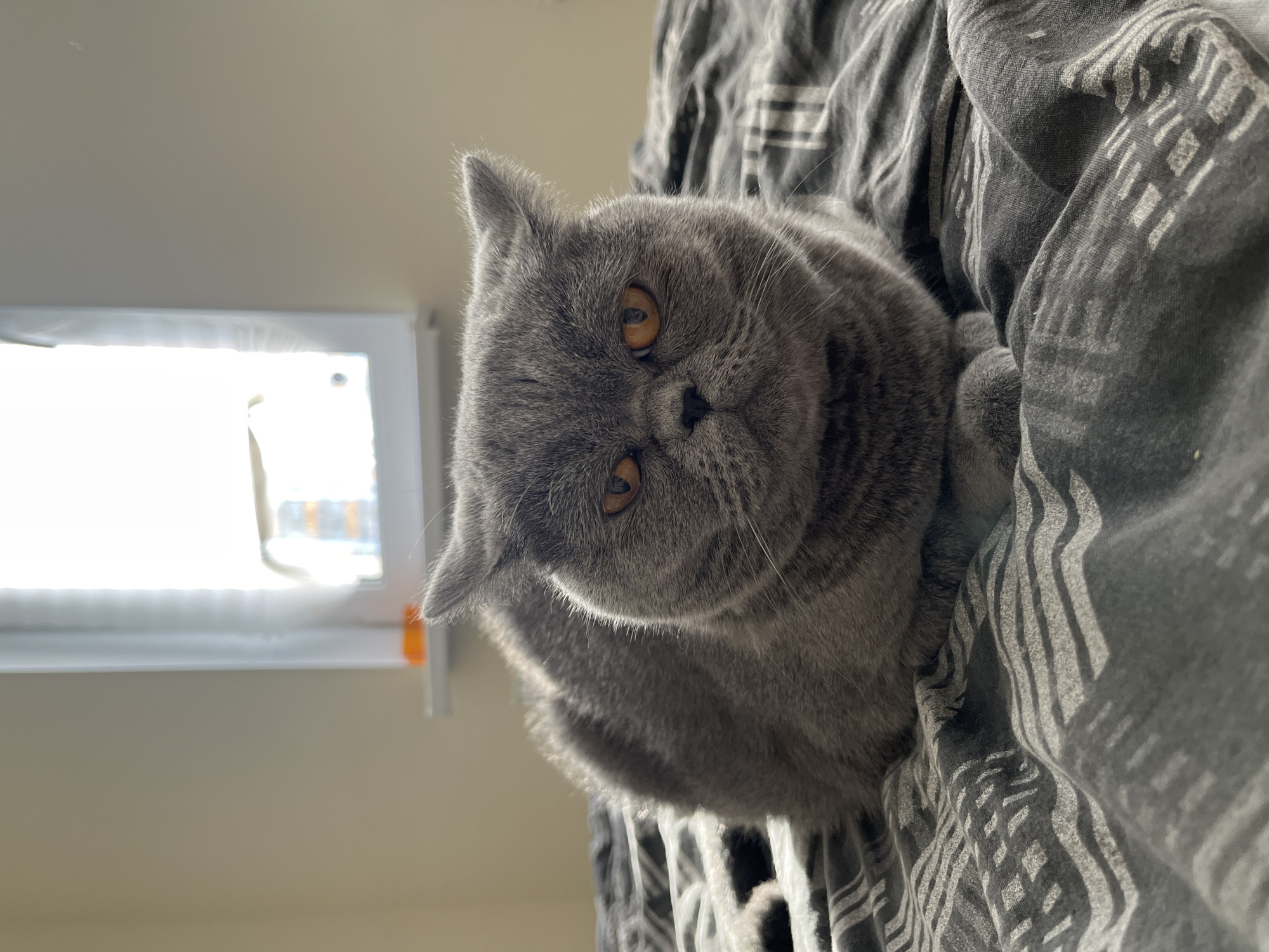 Grey British Shorthair cat observed during afternoon domestic activities