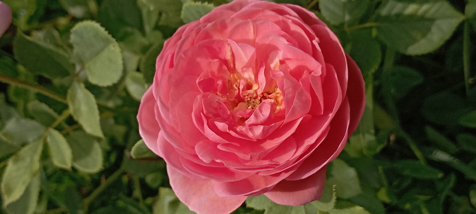 Macro shots of roses, a hunting spider, and a foraging bee
