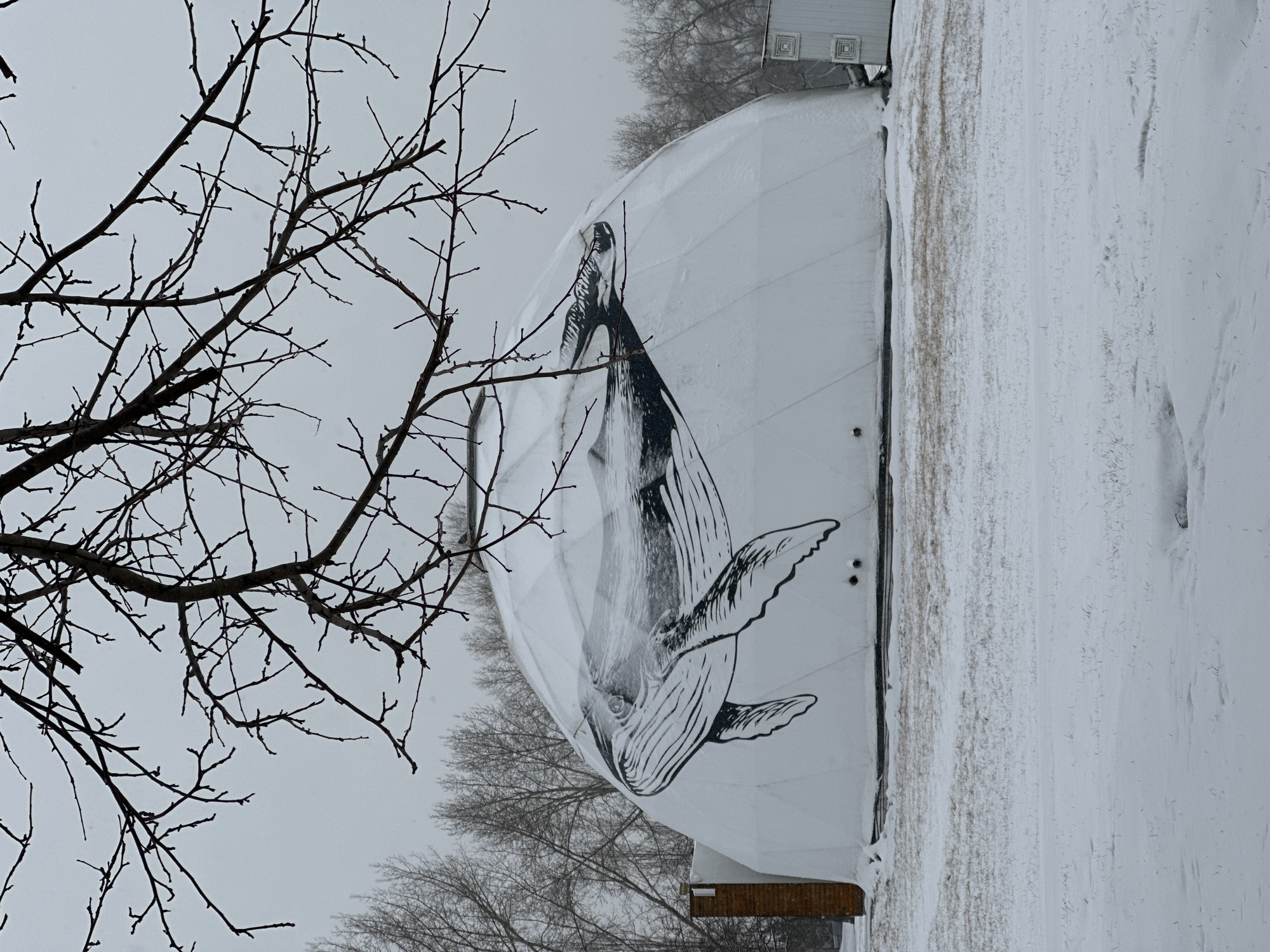 Winter wildlife and whale-decorated dome observed in Krasnoyarsk