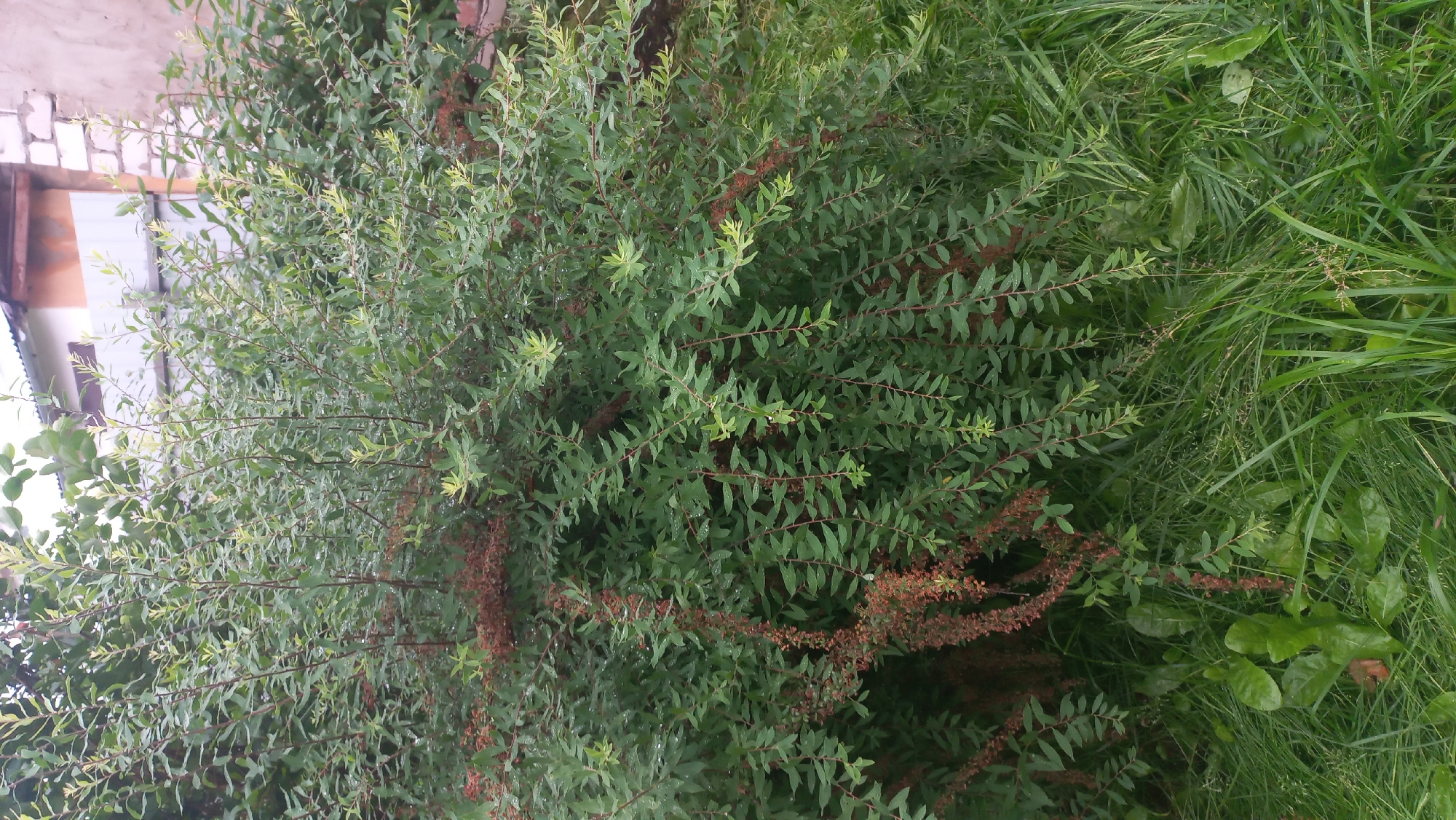 Summer garden in Savino, Russia, after rain