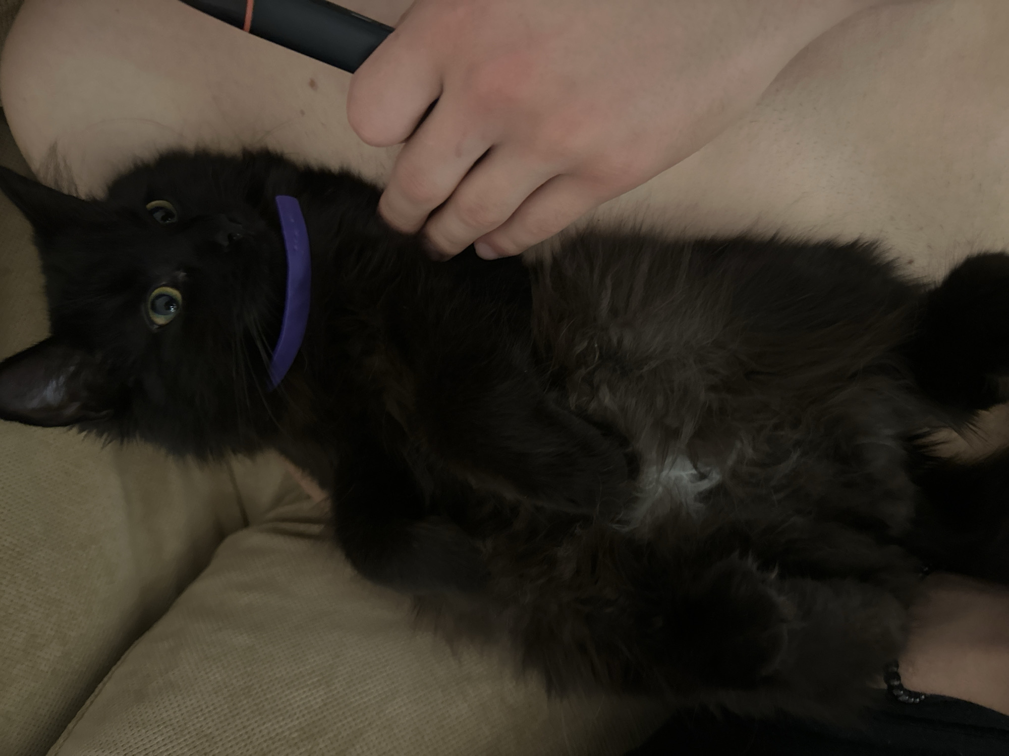 Black cat with collar rests on sofa in Sofia home