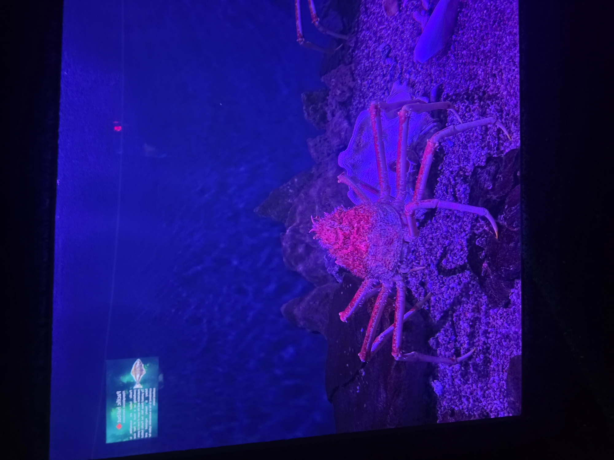 Late-night visitor documents marine exhibits at Toronto aquarium